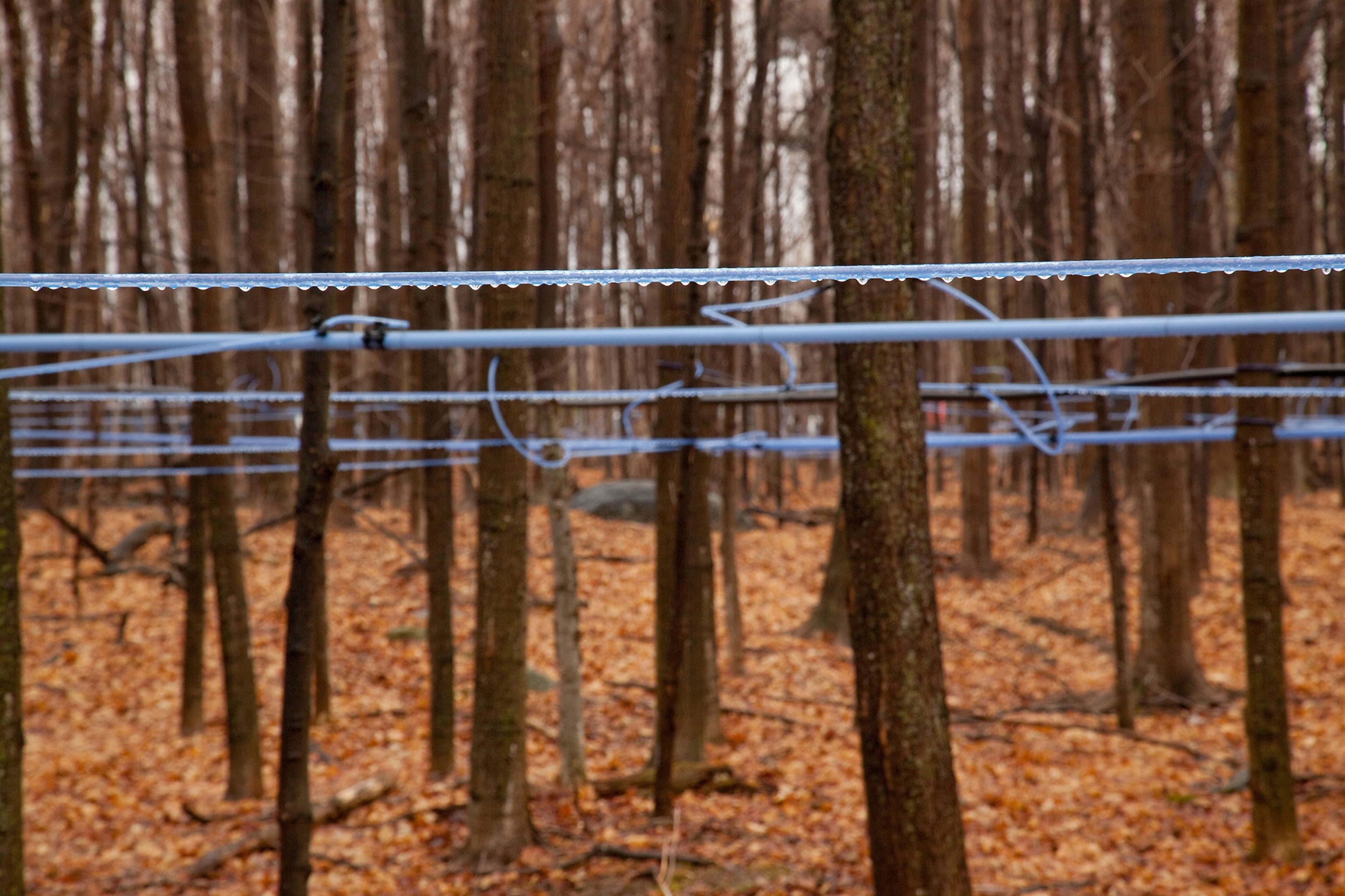 collecting maple syrup