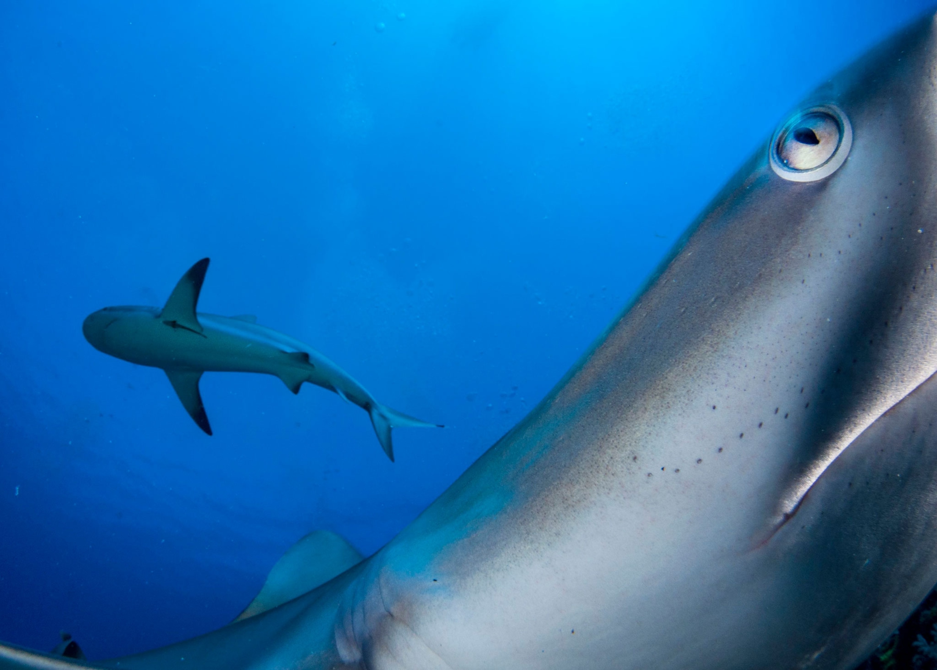 reef sharks