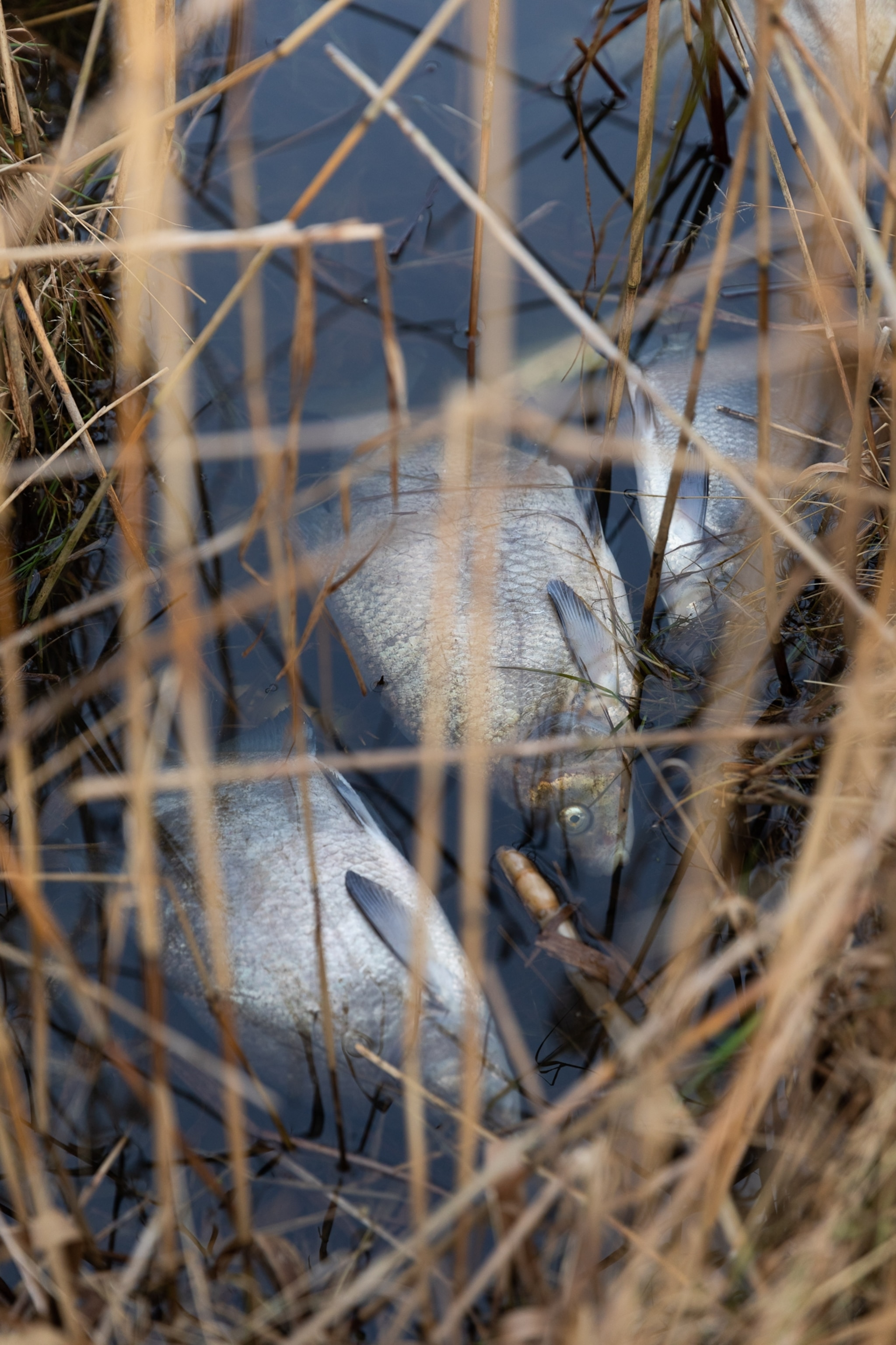Dead fish floating among reeds