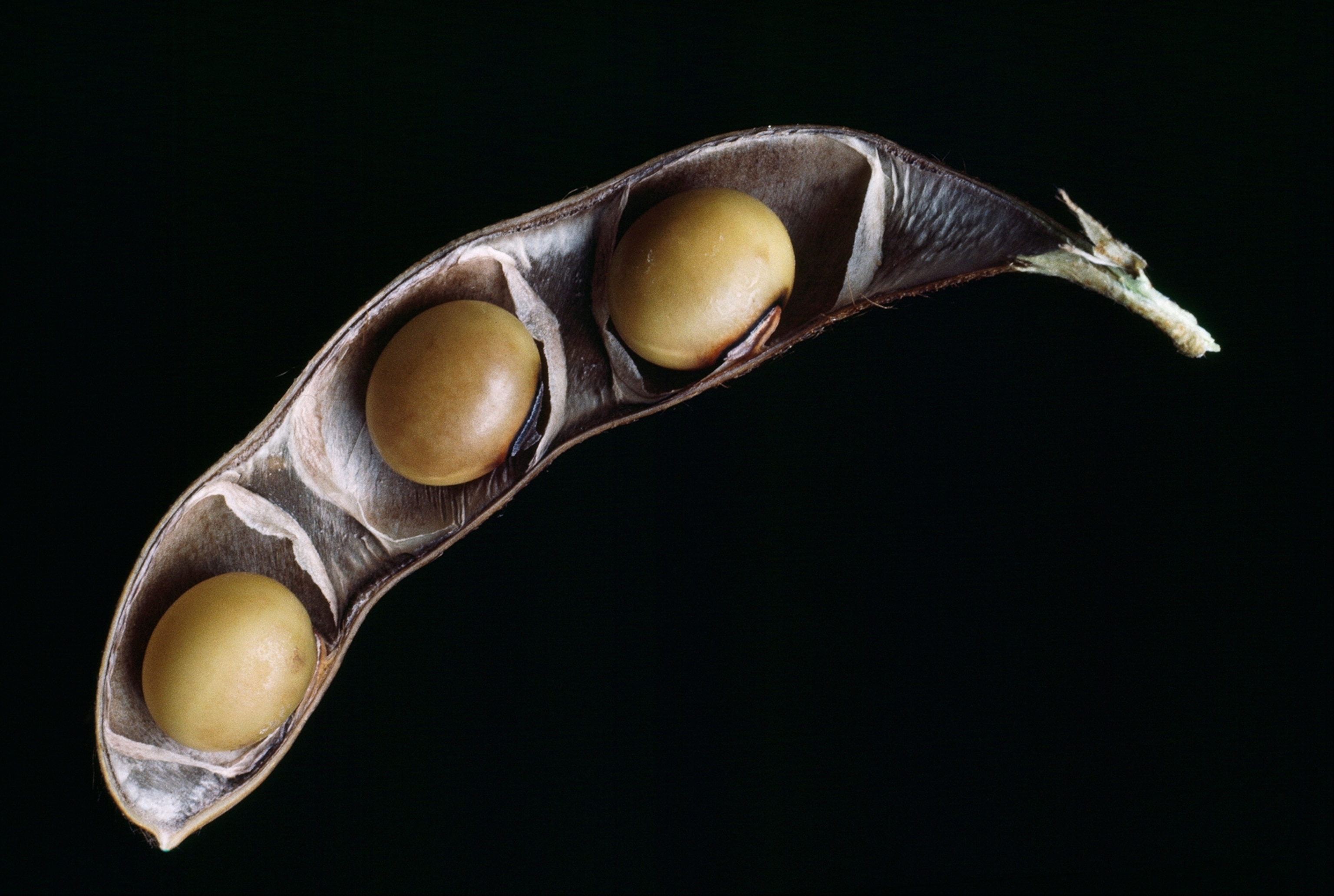 A bisection of a soybean pod.