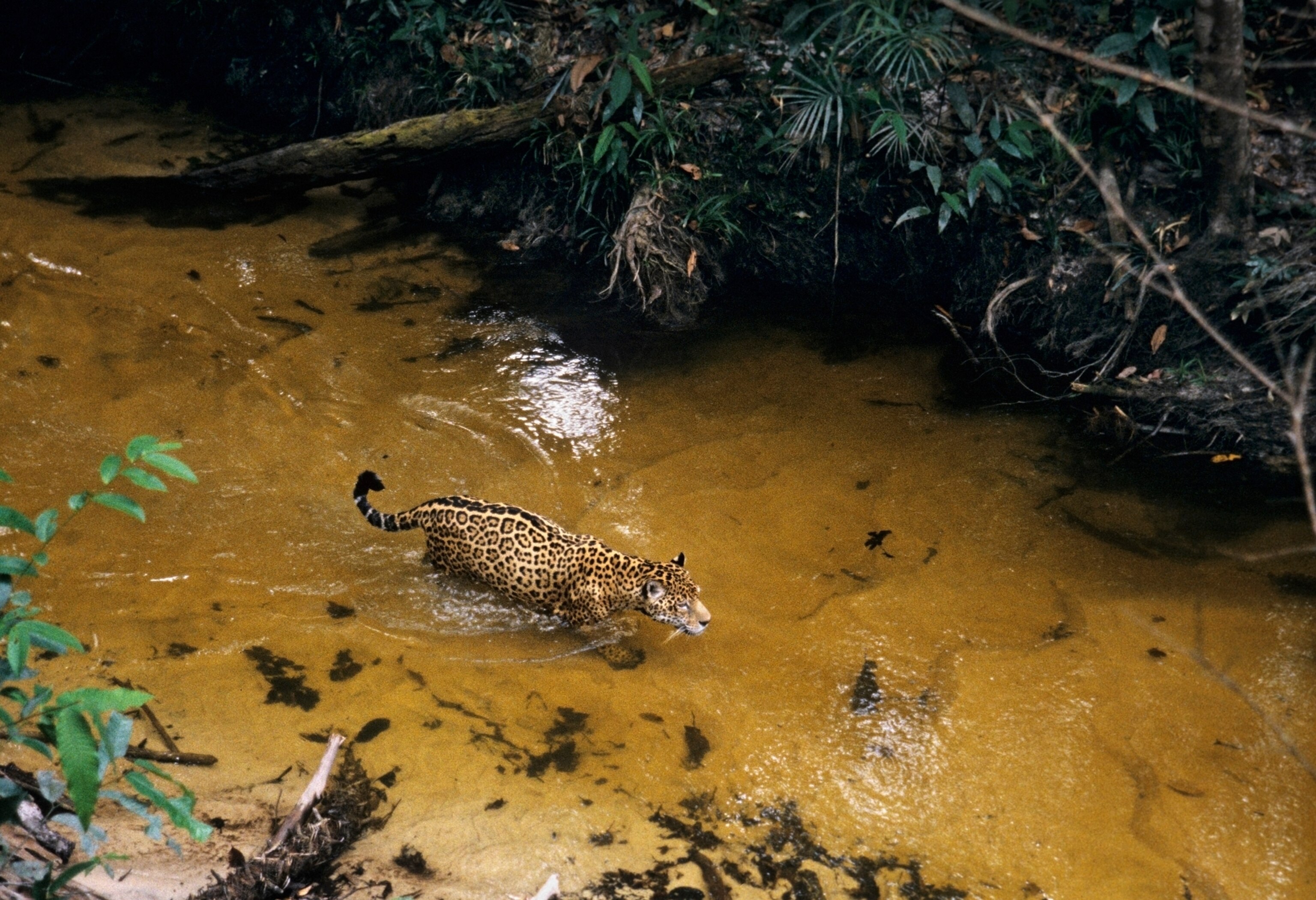 a jaguar traveling along a stream, hunting as it goes