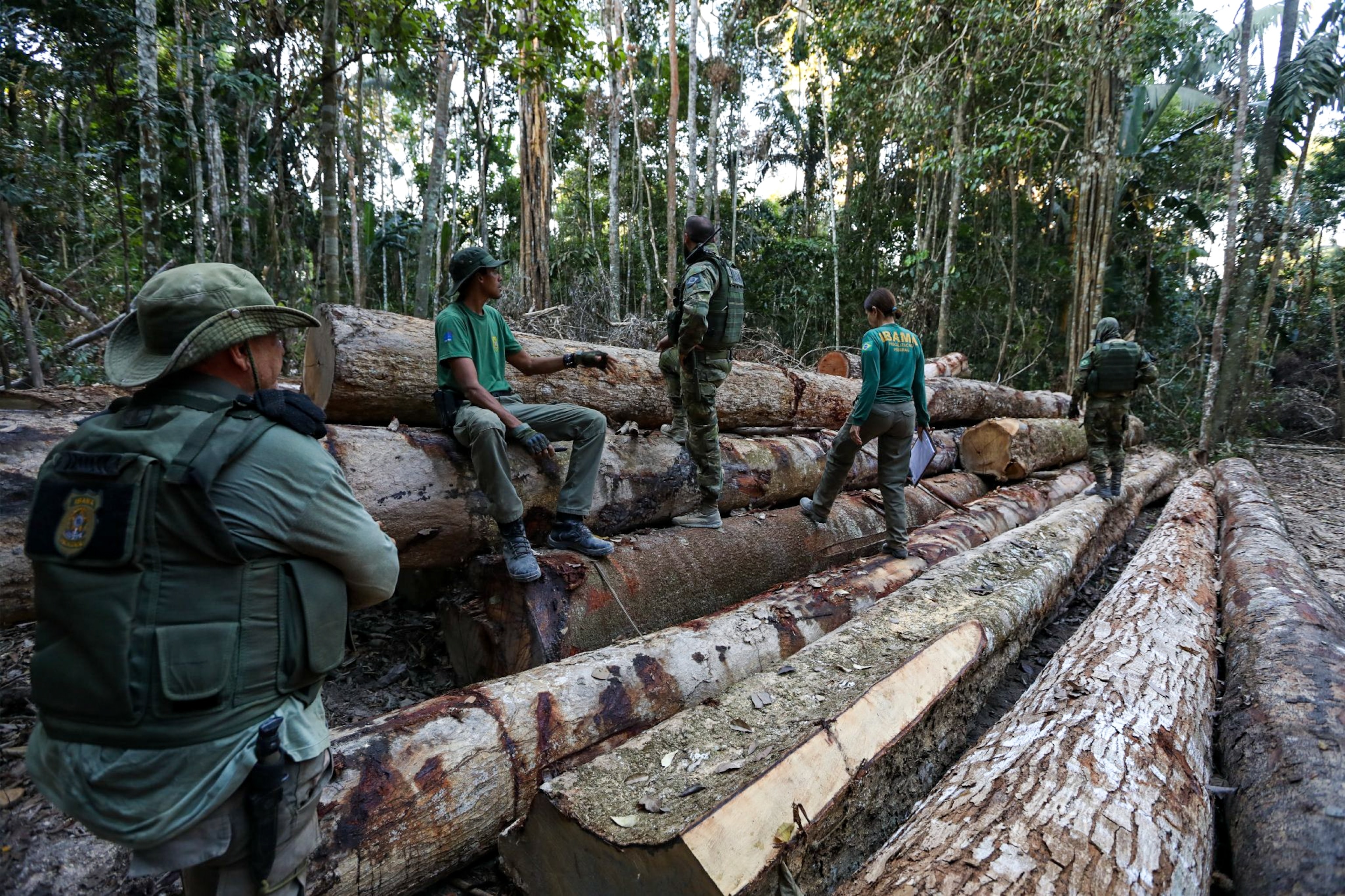 illegal logging in Brazil.