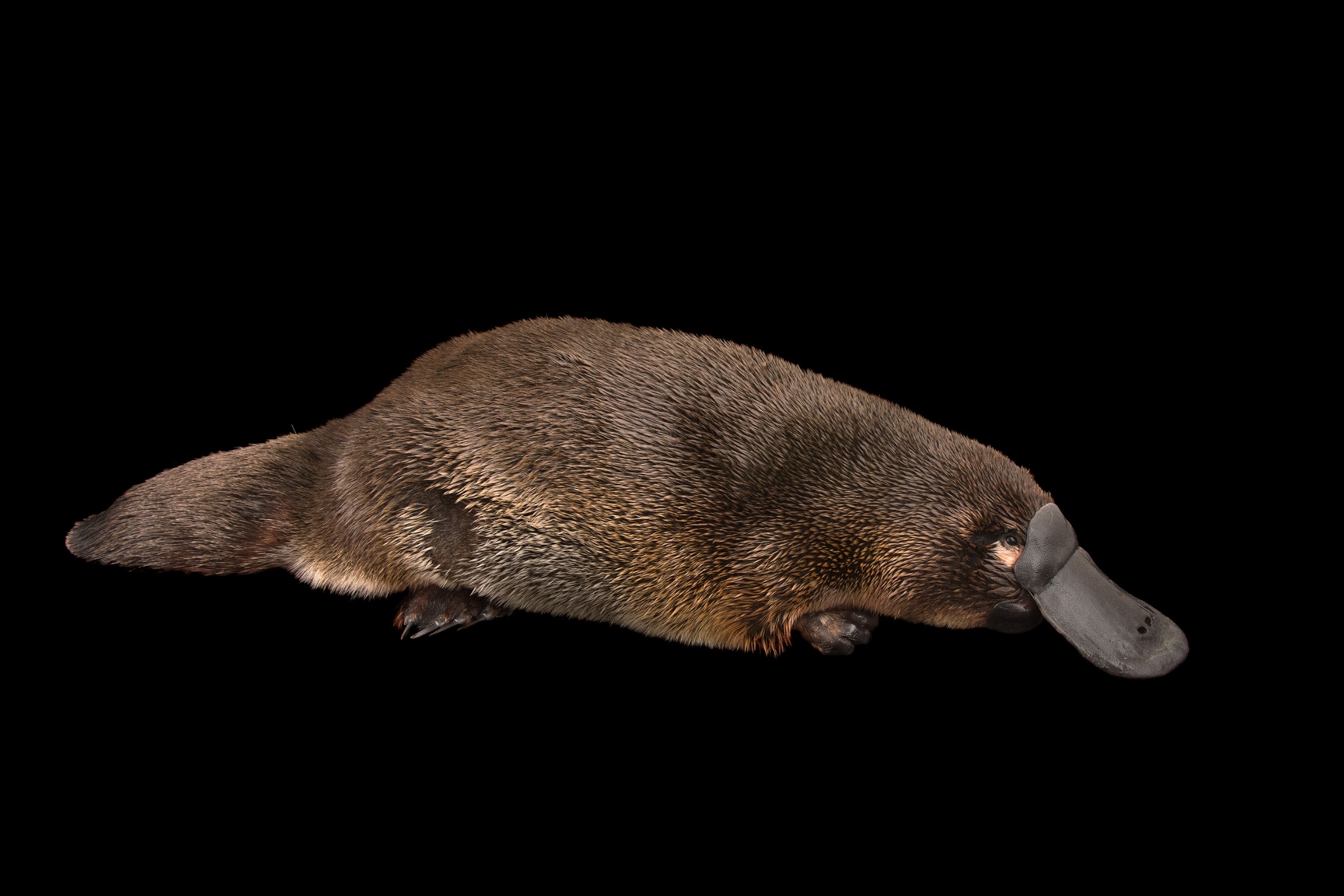 a platypus