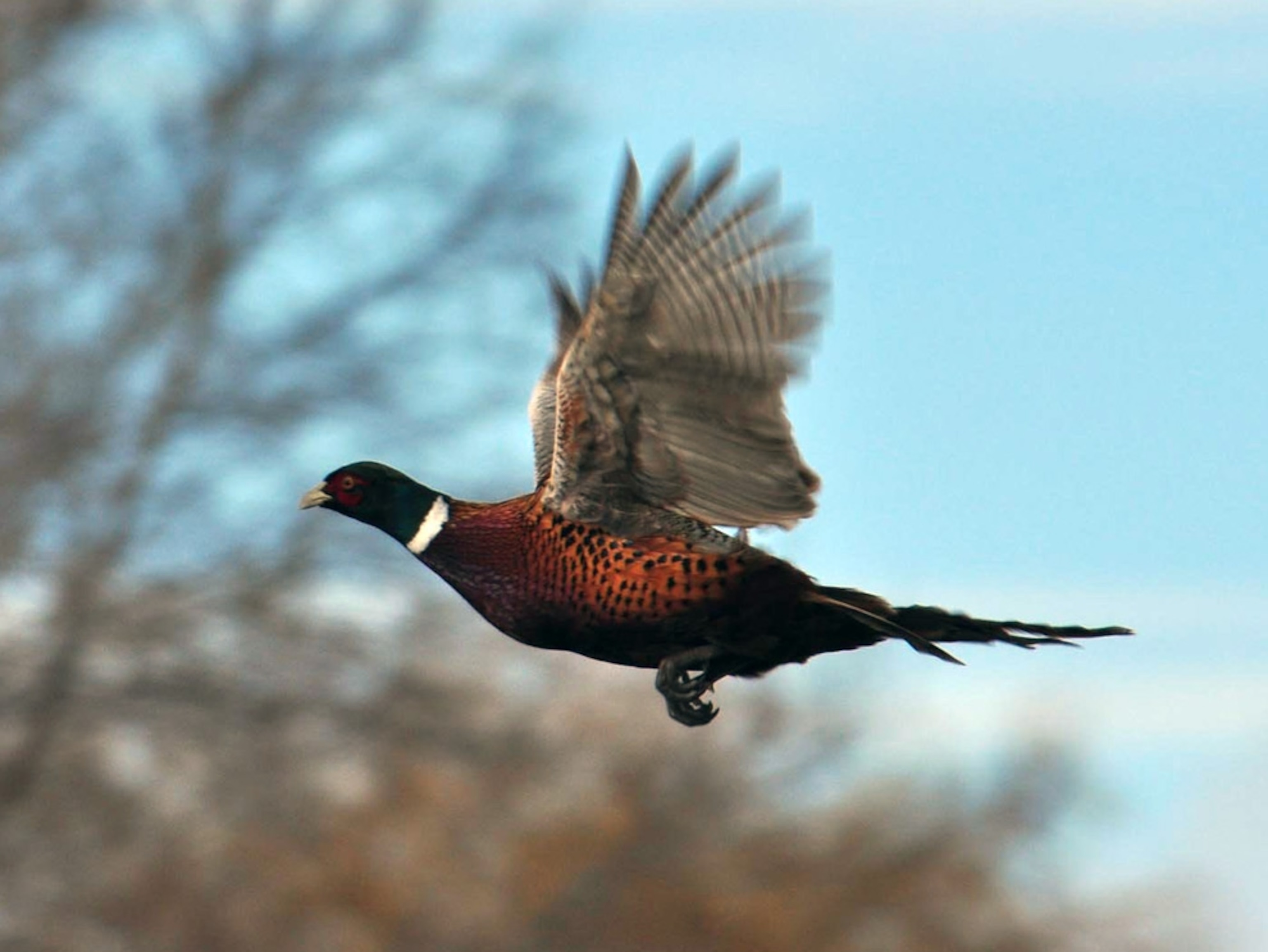 A pheasant in flight
