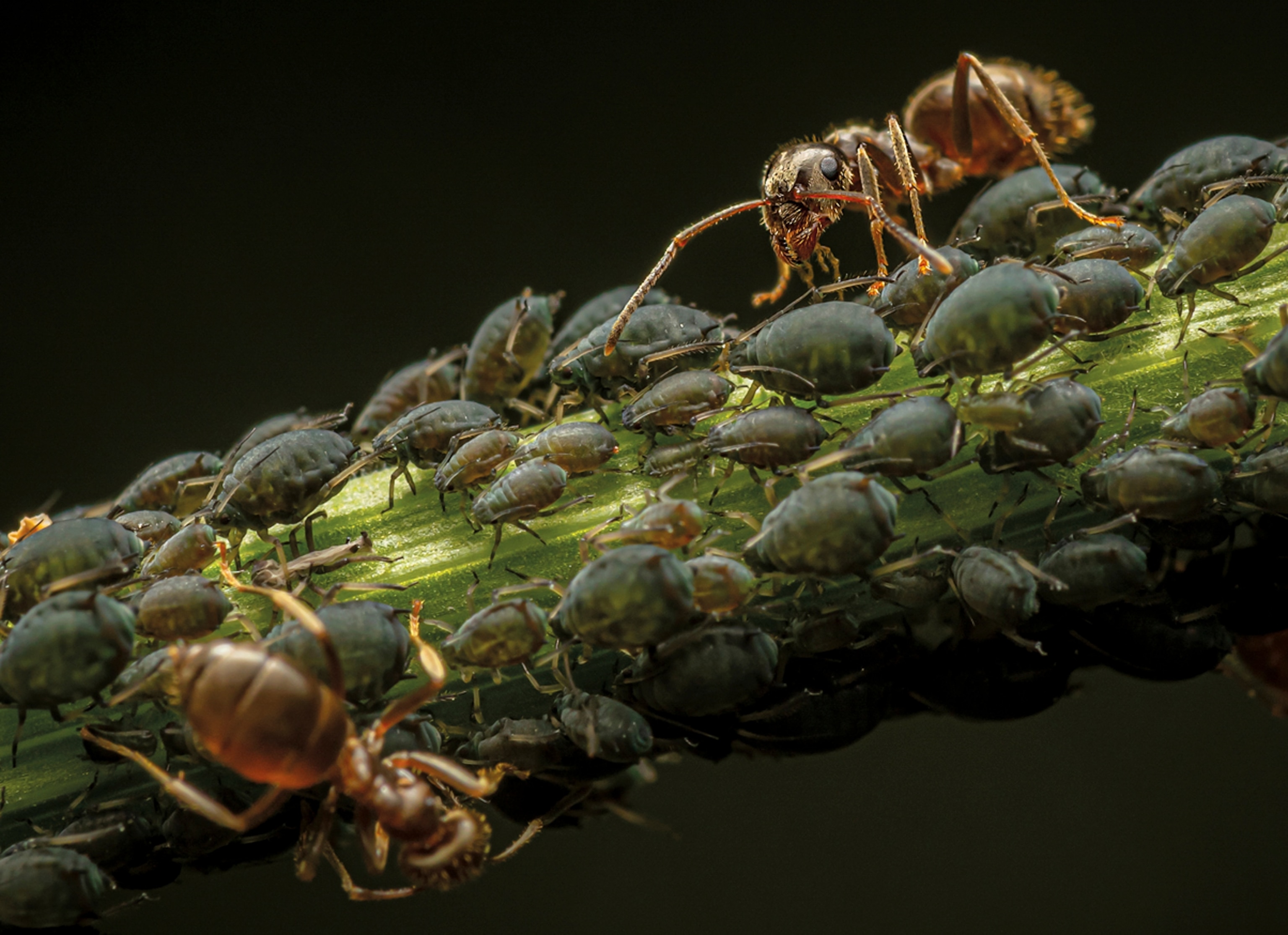 Picture of a small plant stem with many aphids and two ants on it.