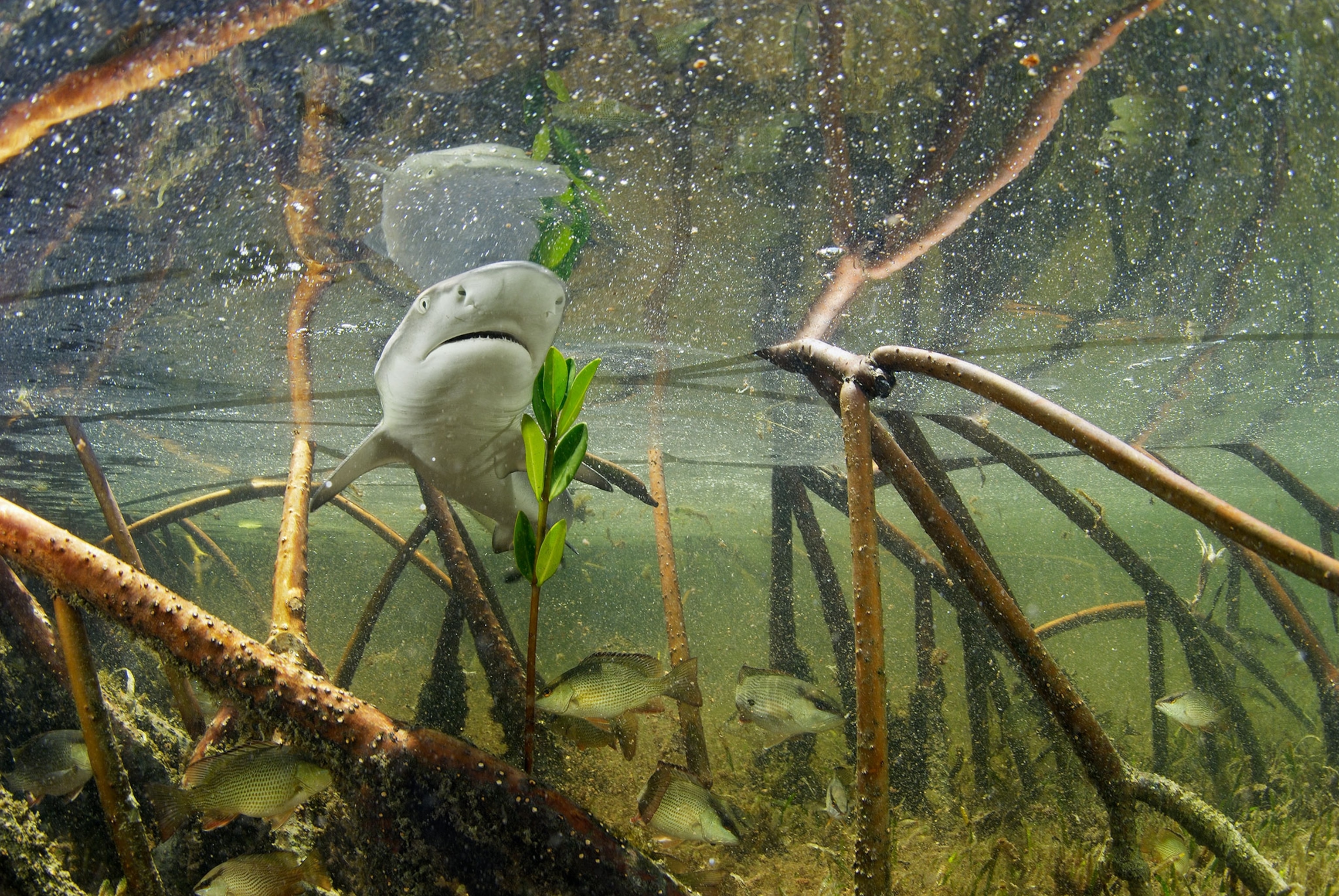 A small, grey lemon shark pups swim among mangrove roots.