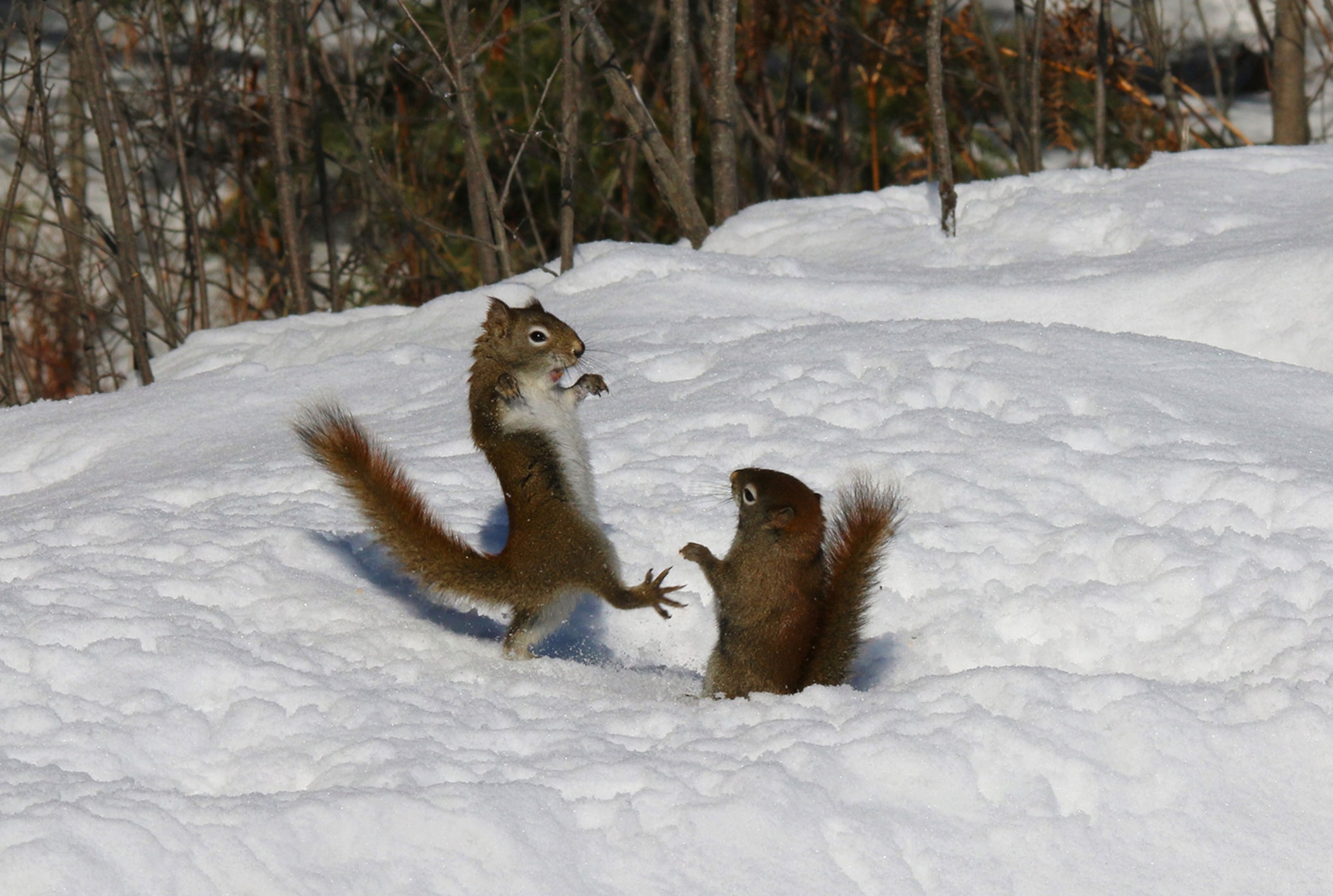 red squirrels in Canada