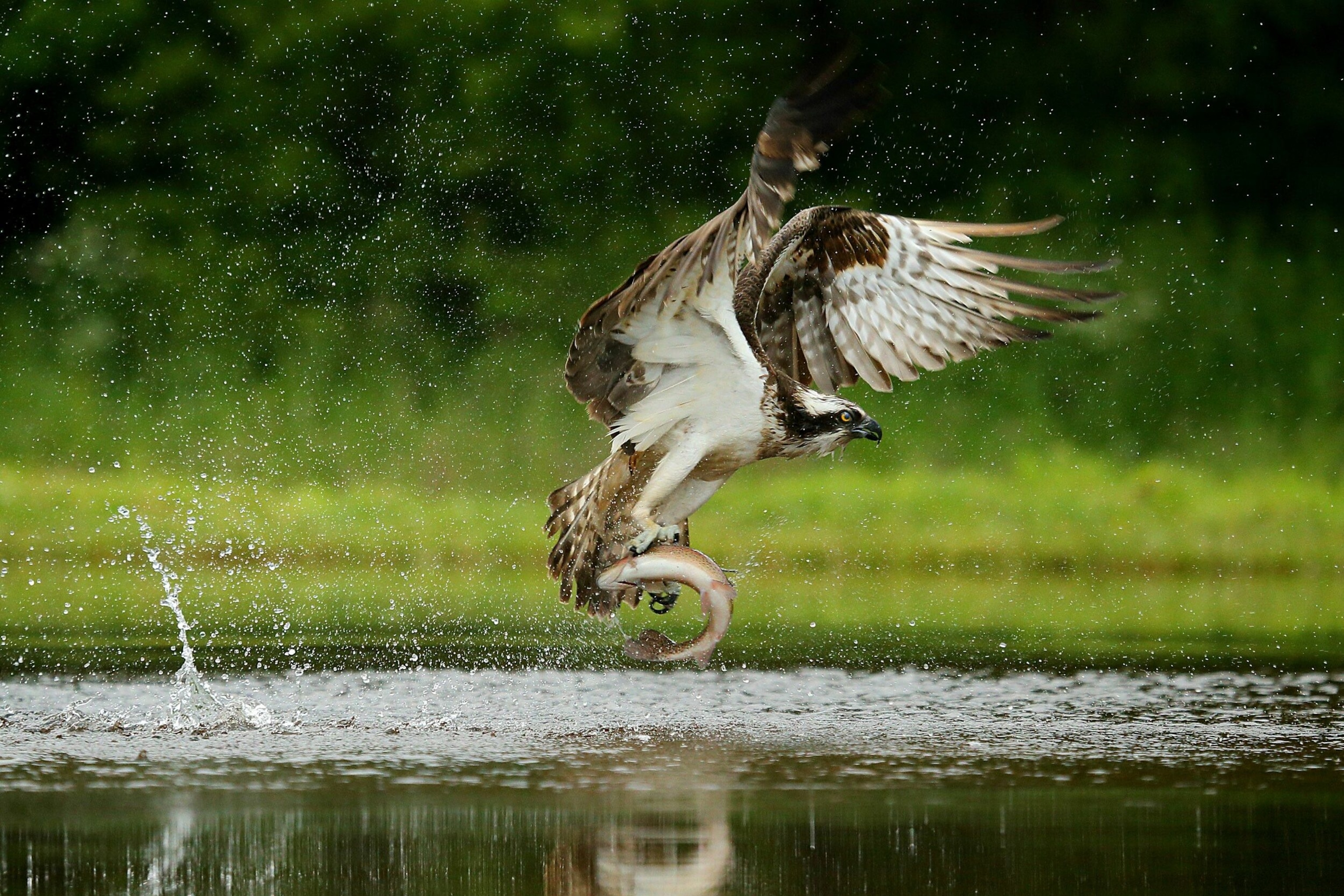The UK's landscapes are being reimagined by regenerative farming and innovative rewilding initiatives, many working symbiotically with tourism projects.
