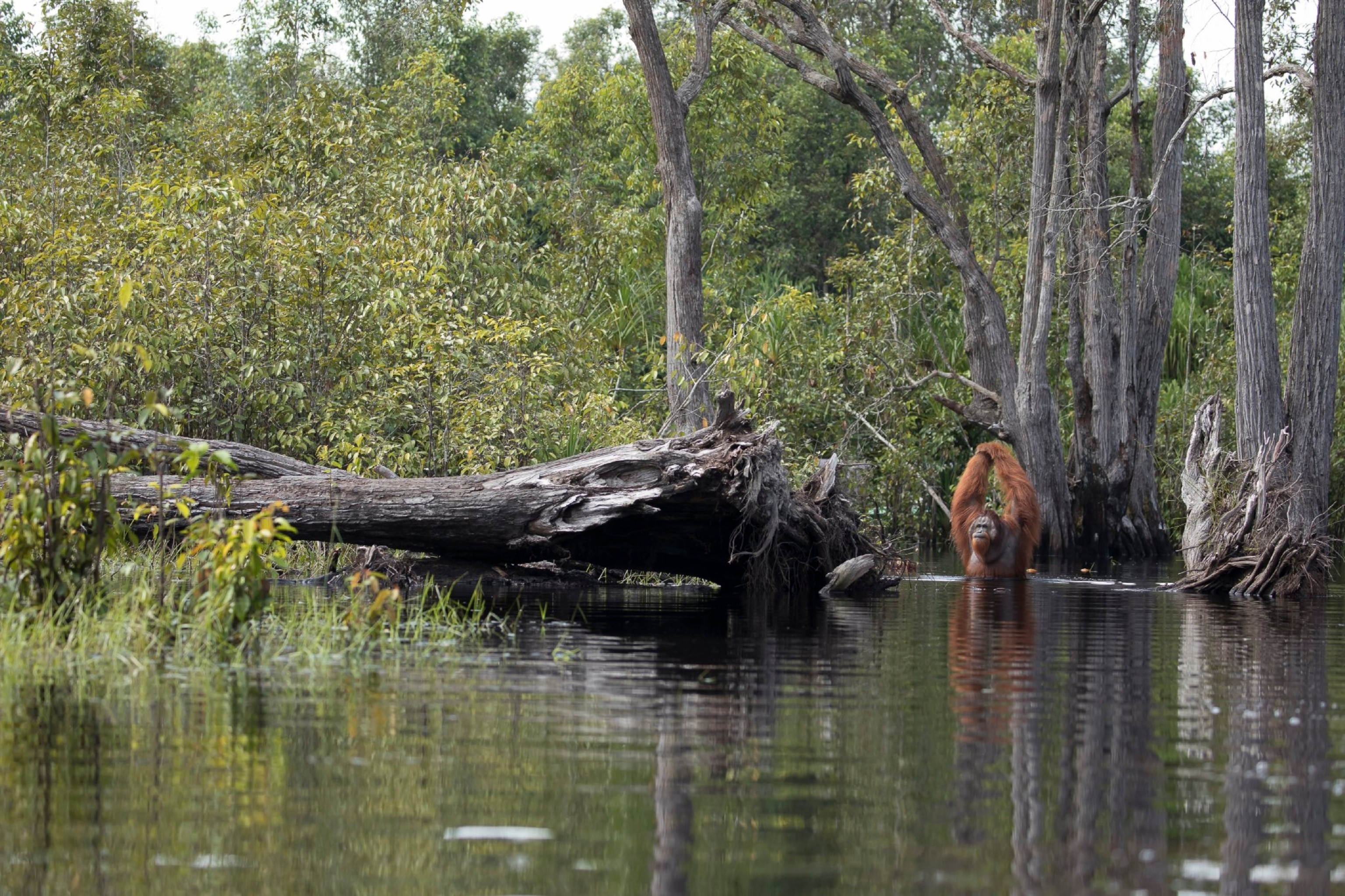 Orangutan crossing Sekoyner River, Borneo, Indonesia