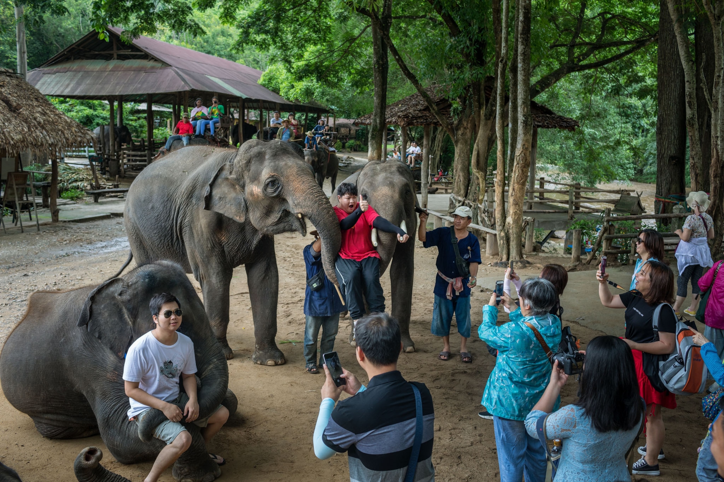 people engaging with animals for tourism