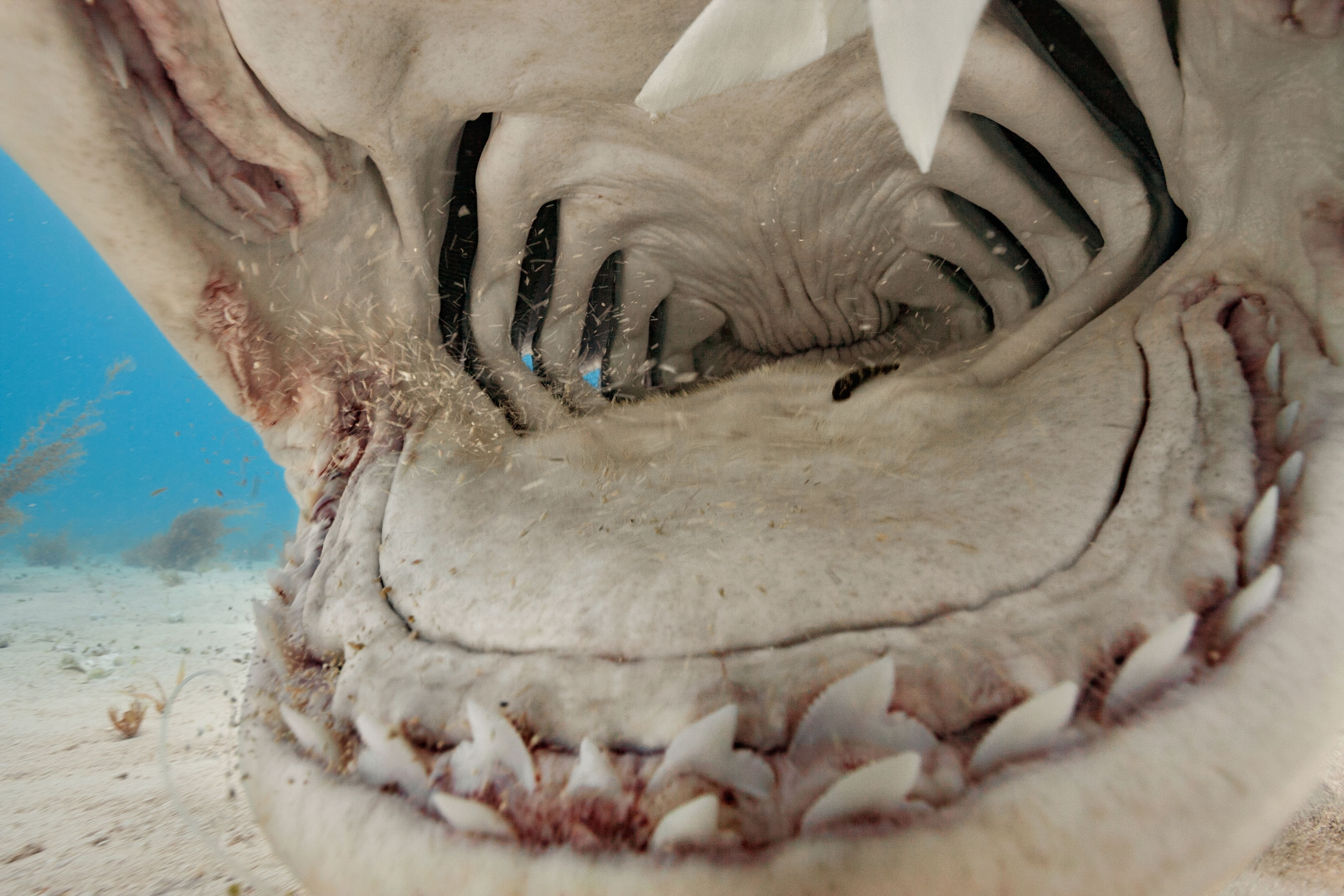 tiger shark's open mouth and teeth