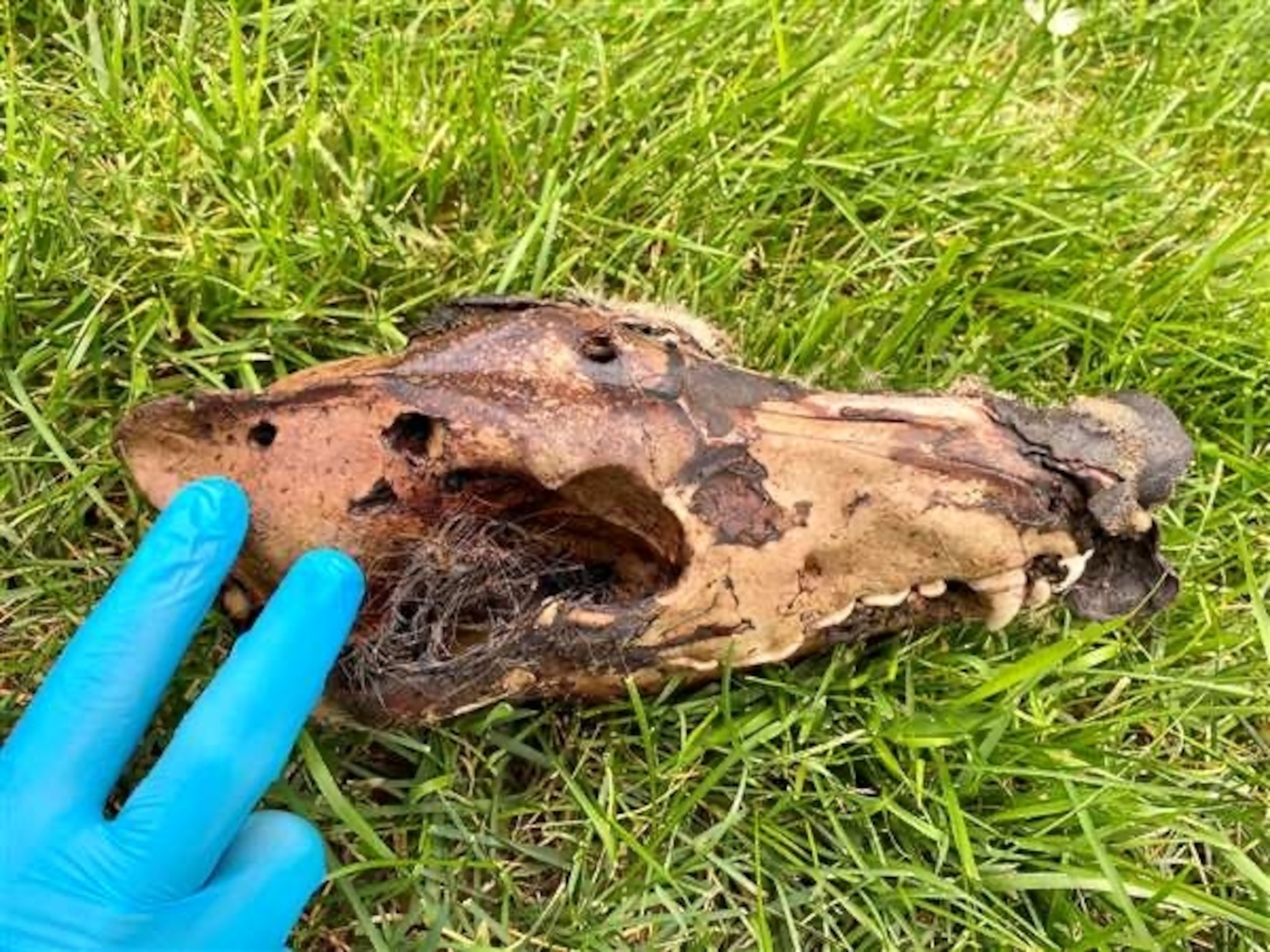 A person with a blue latex glove gently touches a scull with holes.
