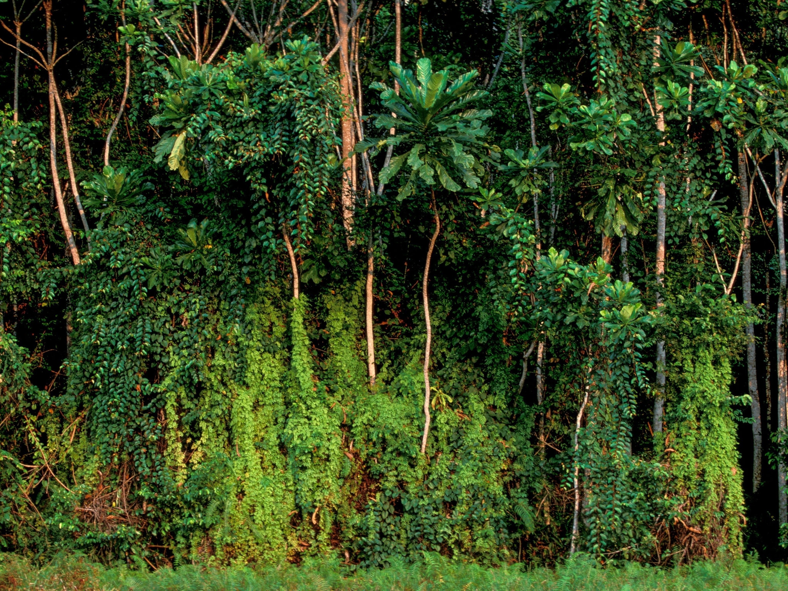 Rainforest trees, Rabi, Gabon.