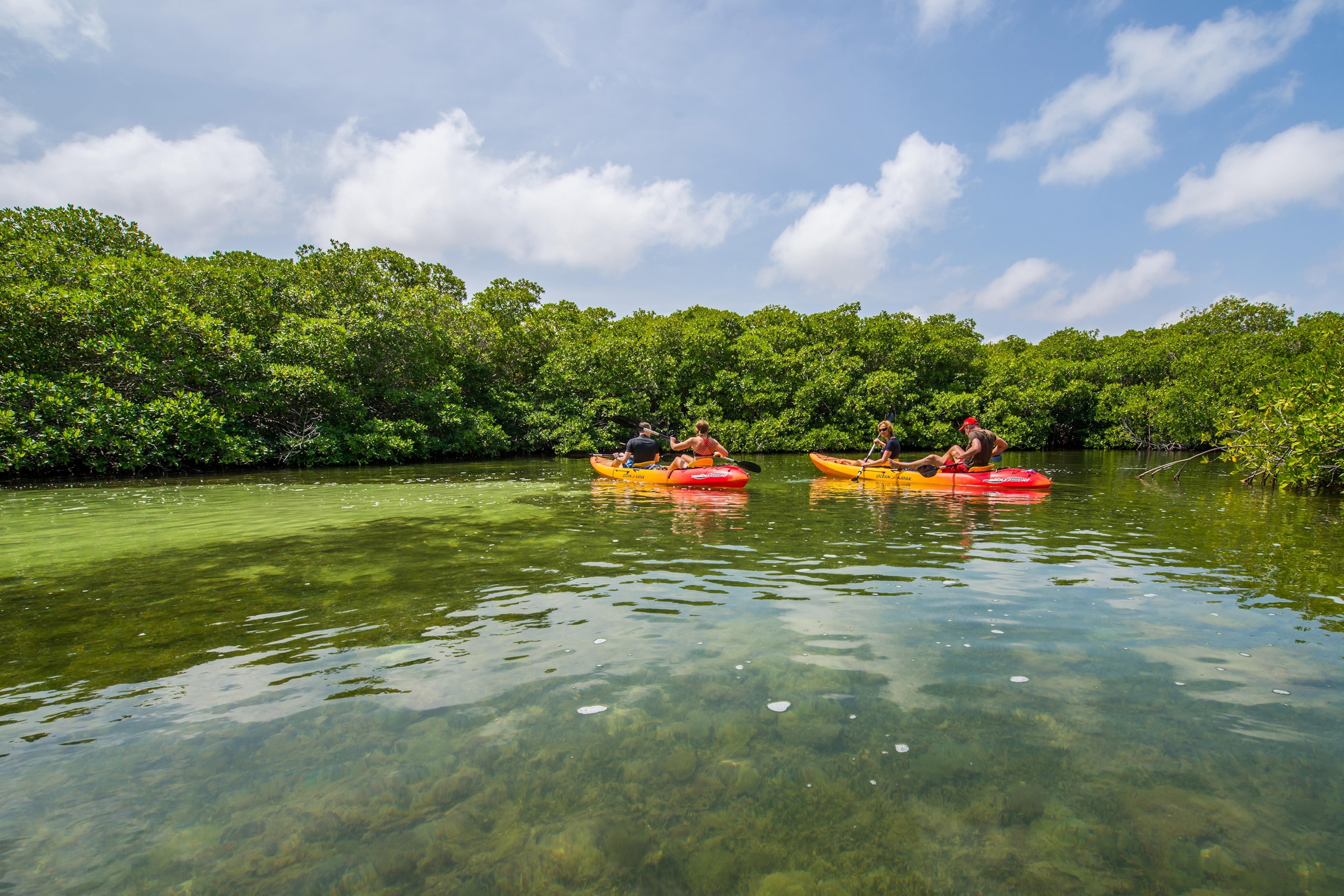 Lac Bay Mangrove Forest in Bonaire