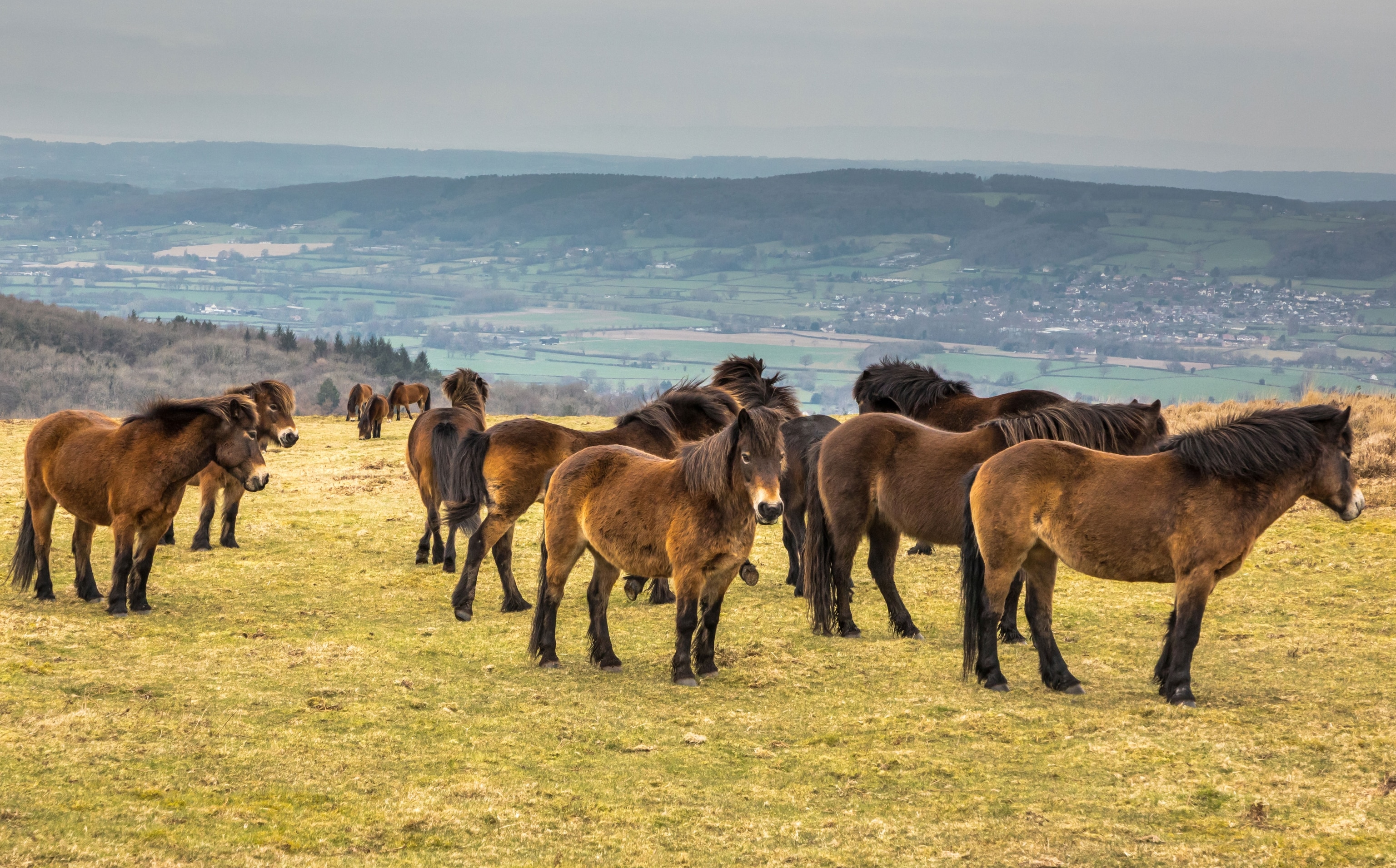 wild horses on hil