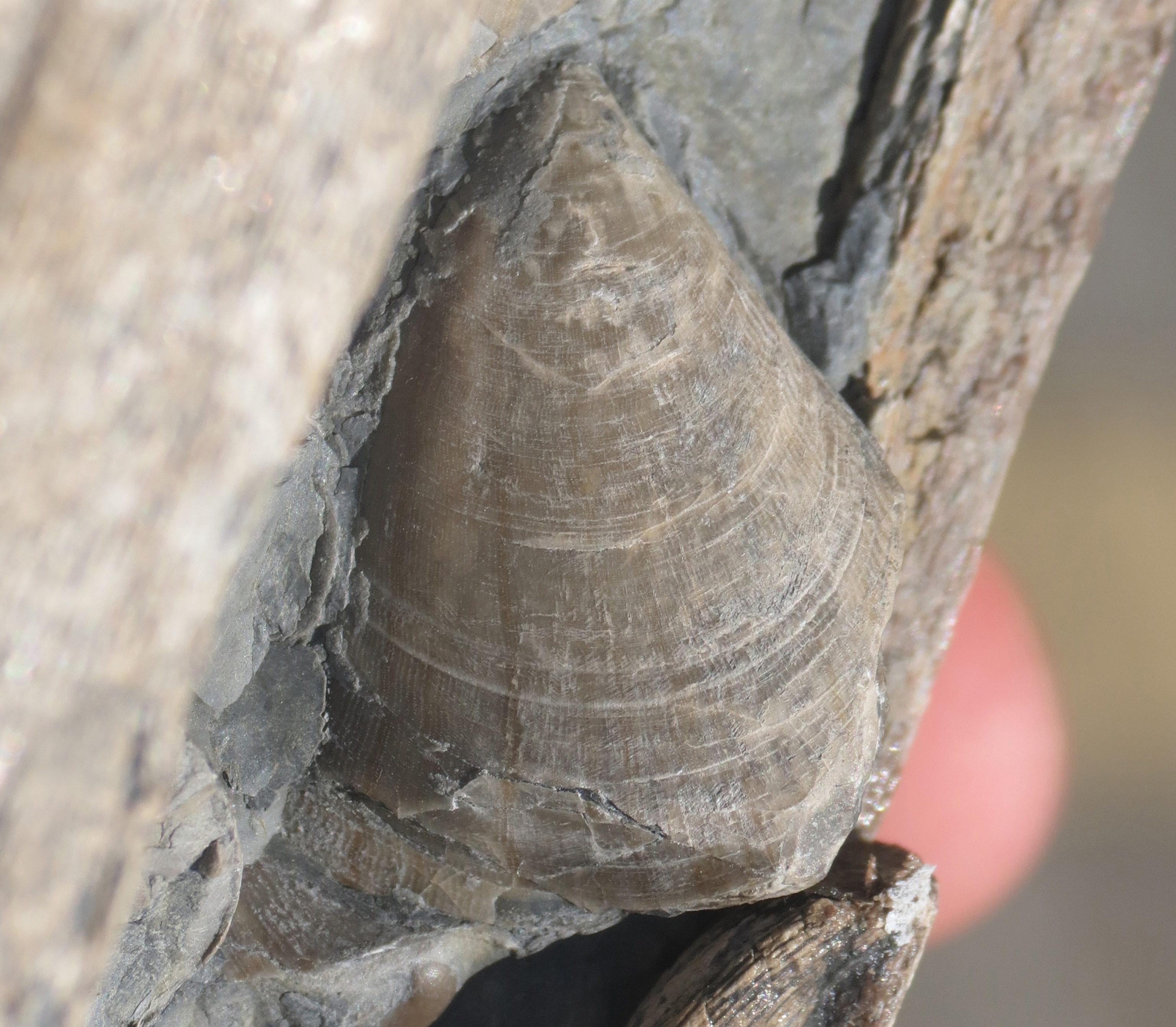 A triangular shaped extrusion.