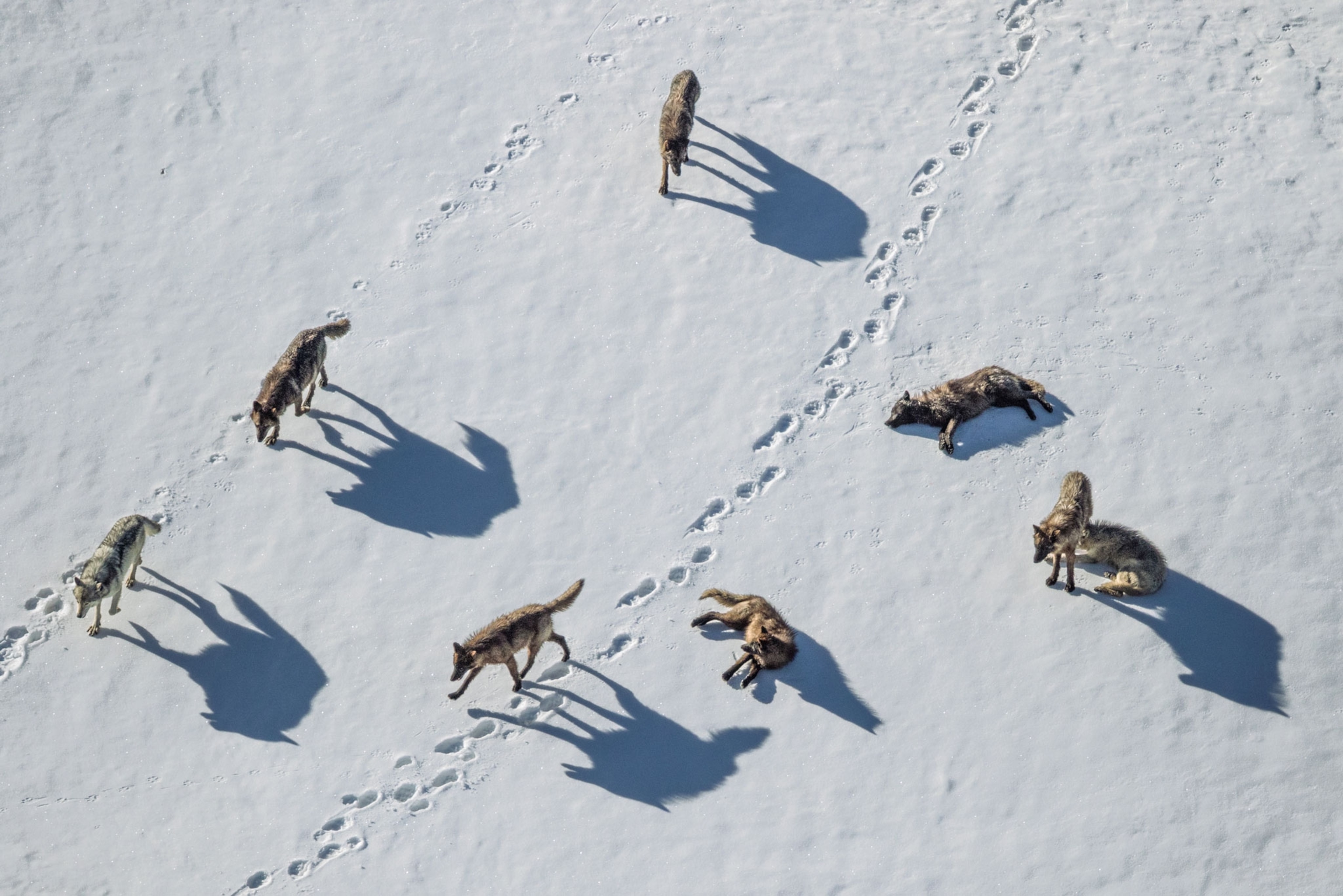 a wolf pack in the snow in Yellowstone's Pelican Valley