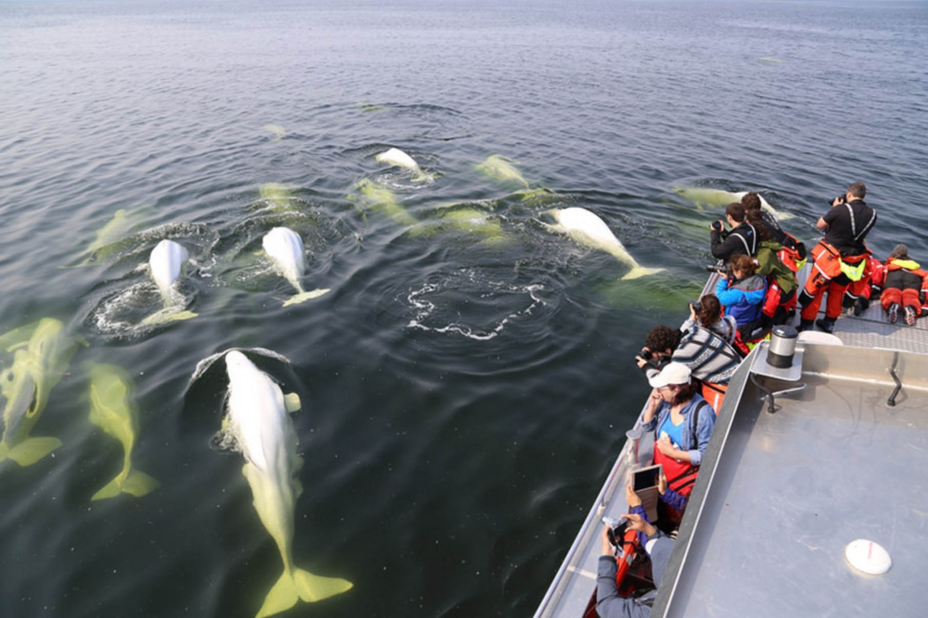 Jet boat tour to watch Beluga Whales