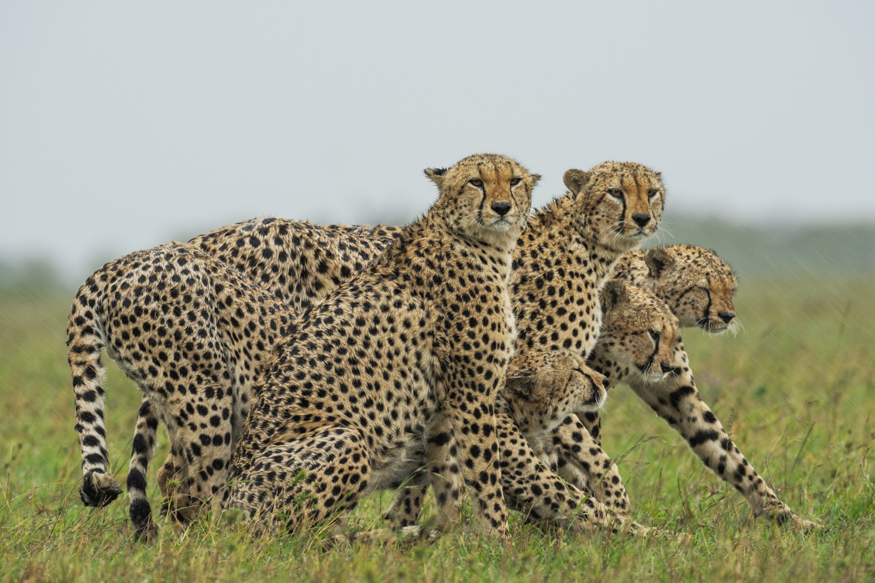 Picture of the "Magnificent Five" cheetahs huddled closely together.