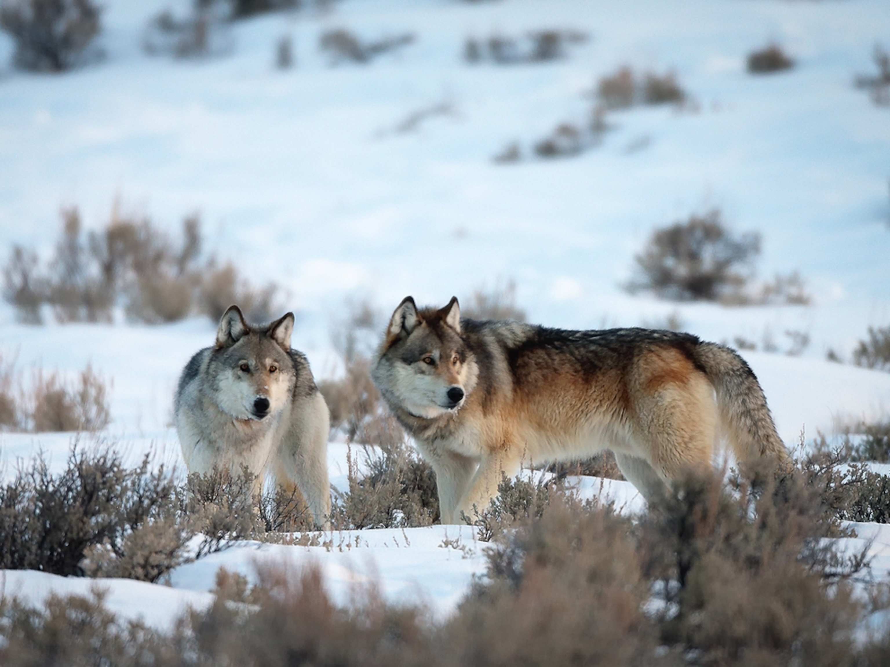 gray wolves in snow, Yellowstone National Park