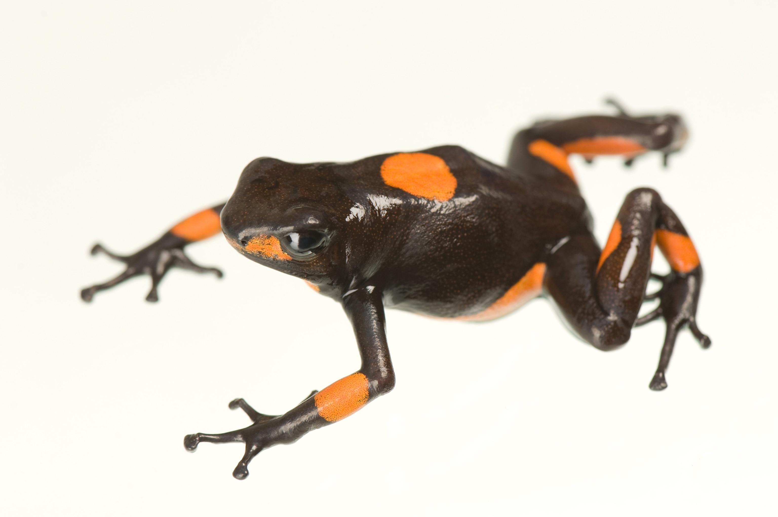 a harlequin poison frog