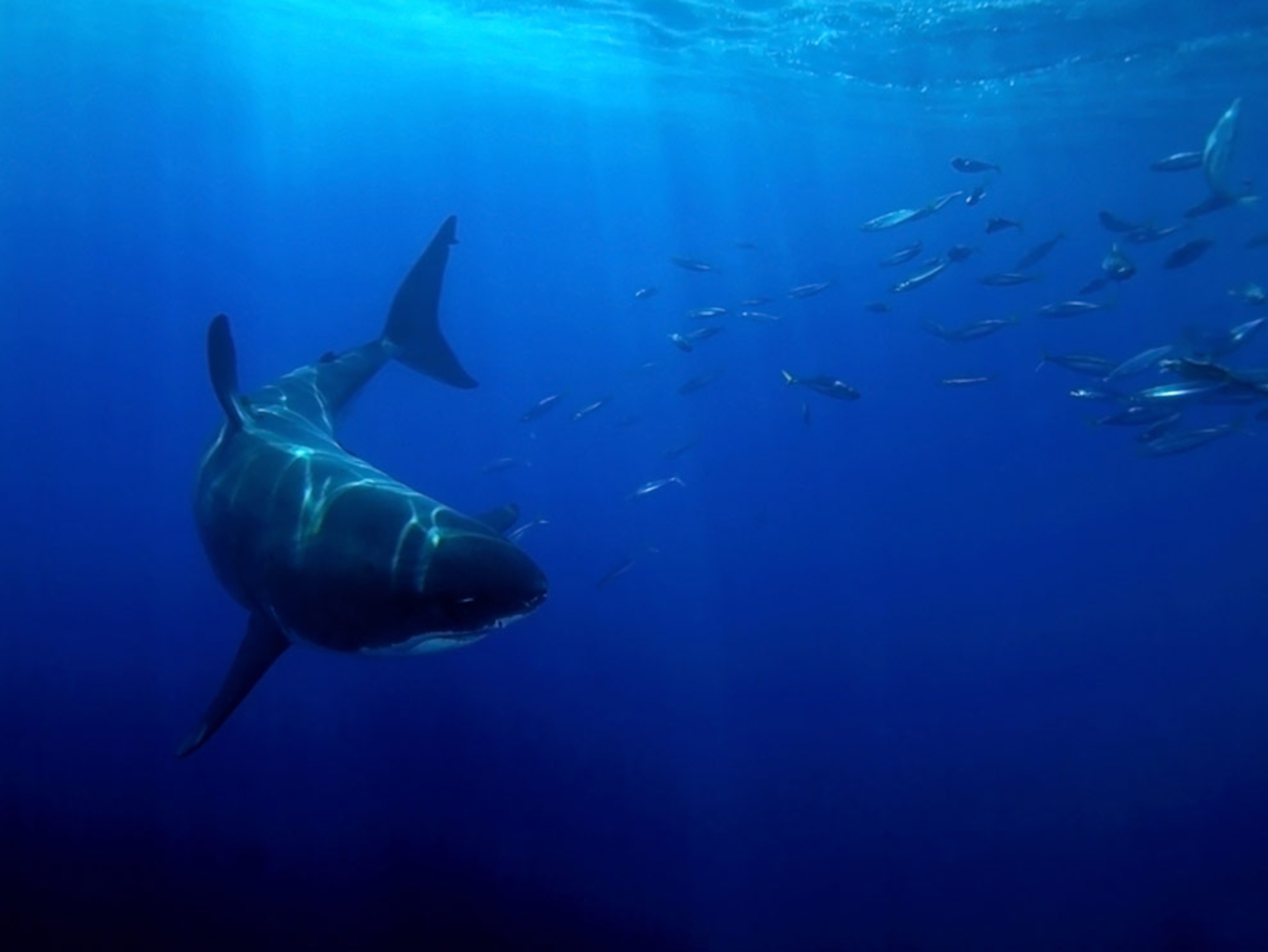 Great white shark lurking