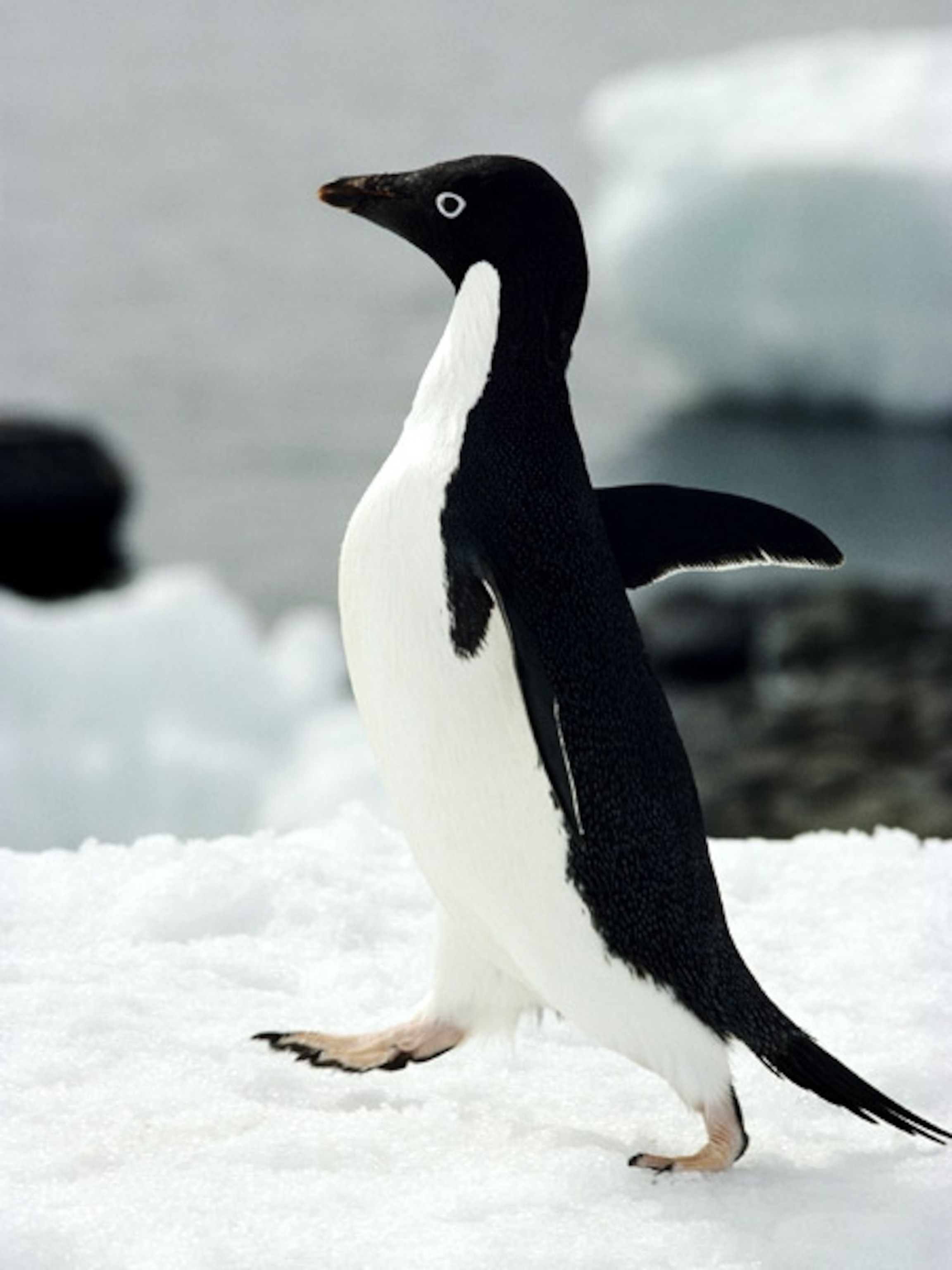 an Adélie penguin walking on snow