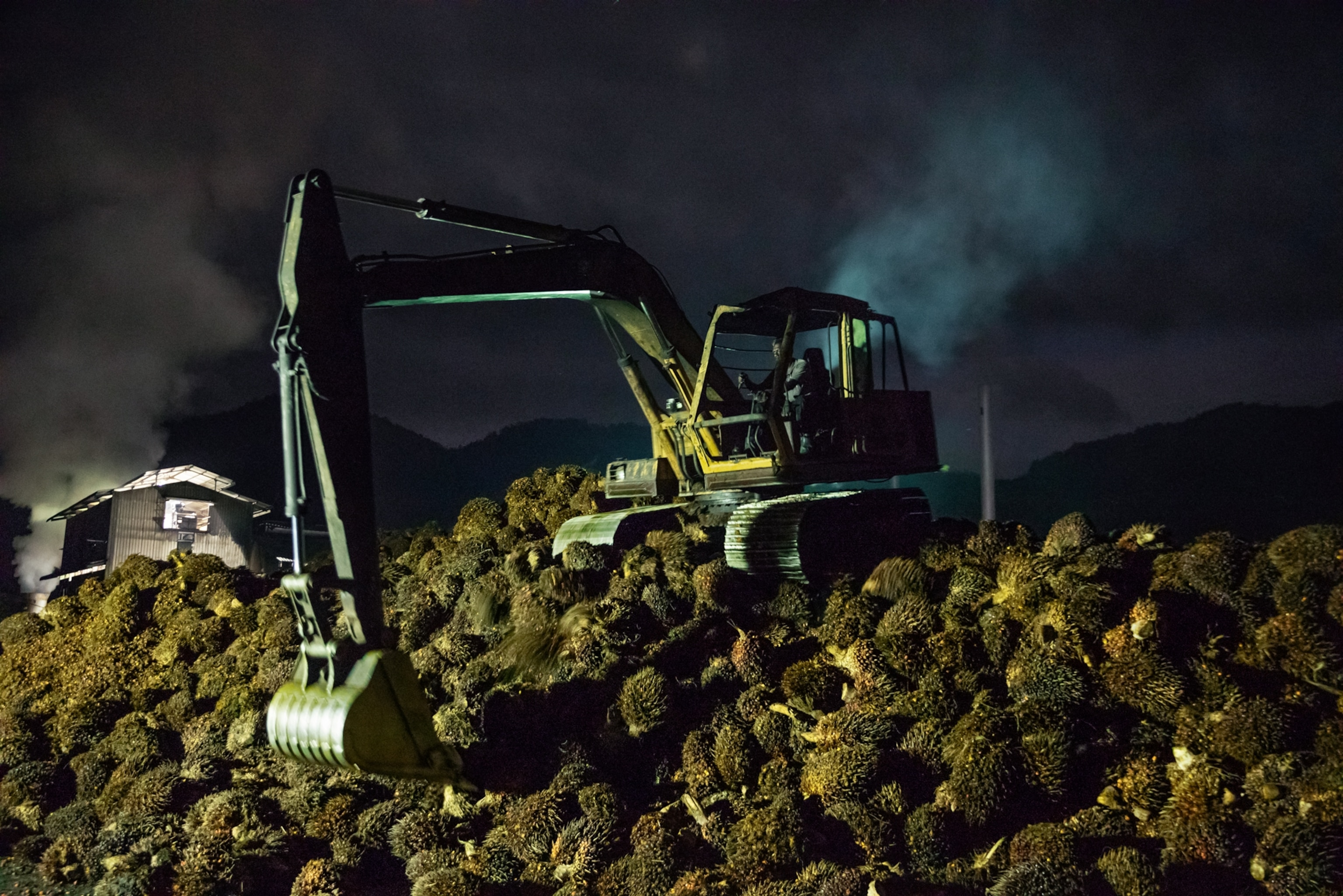 excavator grabing palm-fruit bunches to load onto a conveyor belt