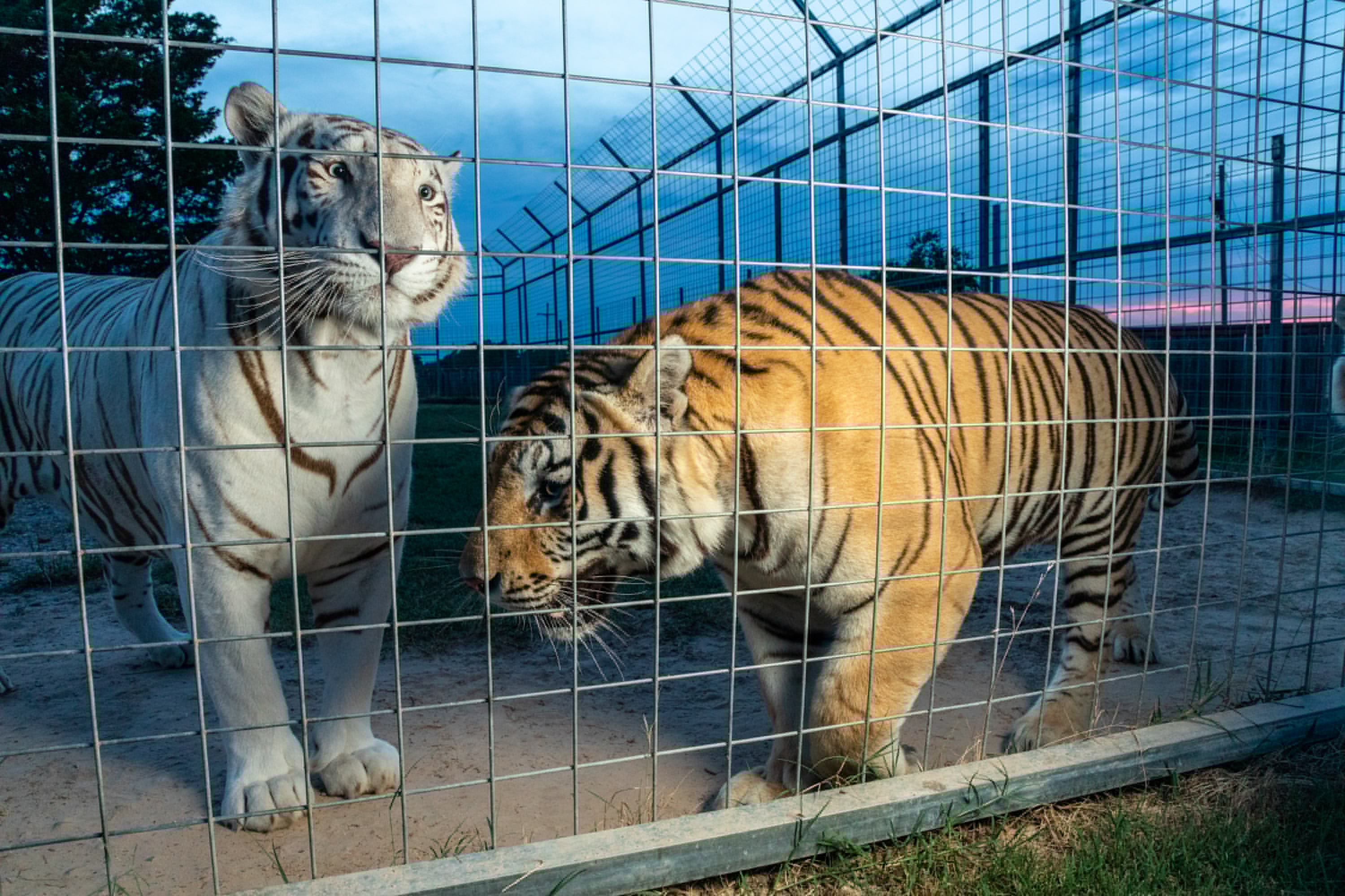 Picture of two tigers behind a cage