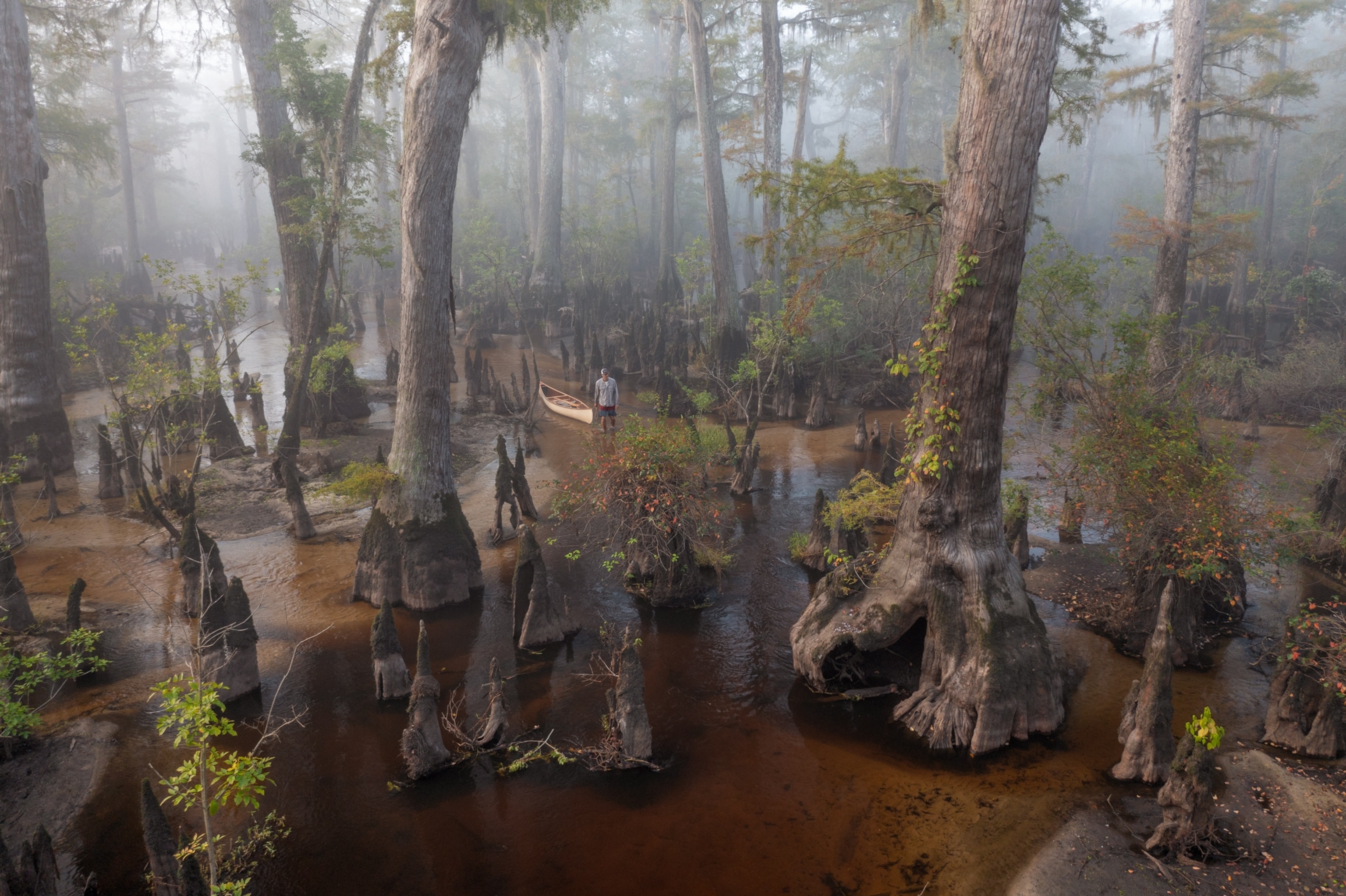 Man standing in shallow water in the swamp next to his canoe under huge trees.