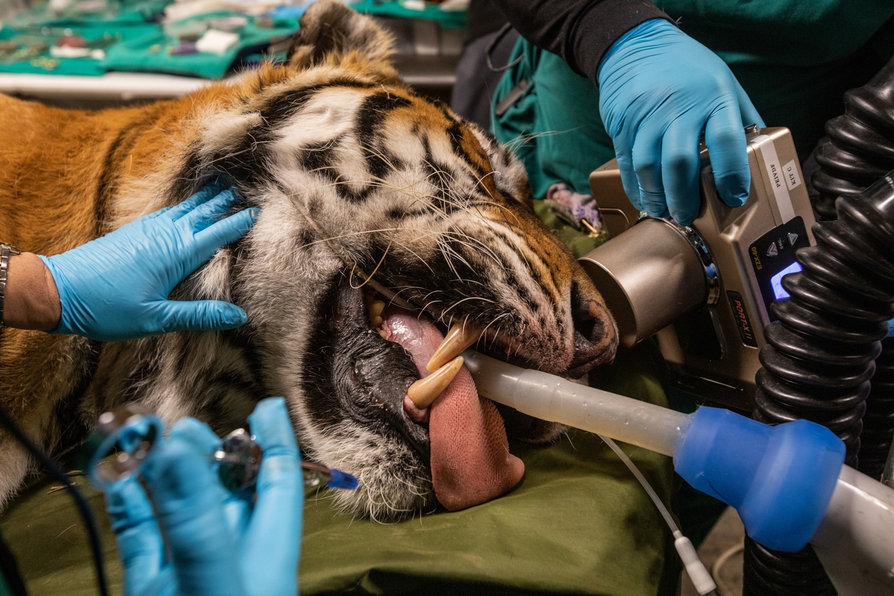 a tiger head surrounded by hands, receiving dental care