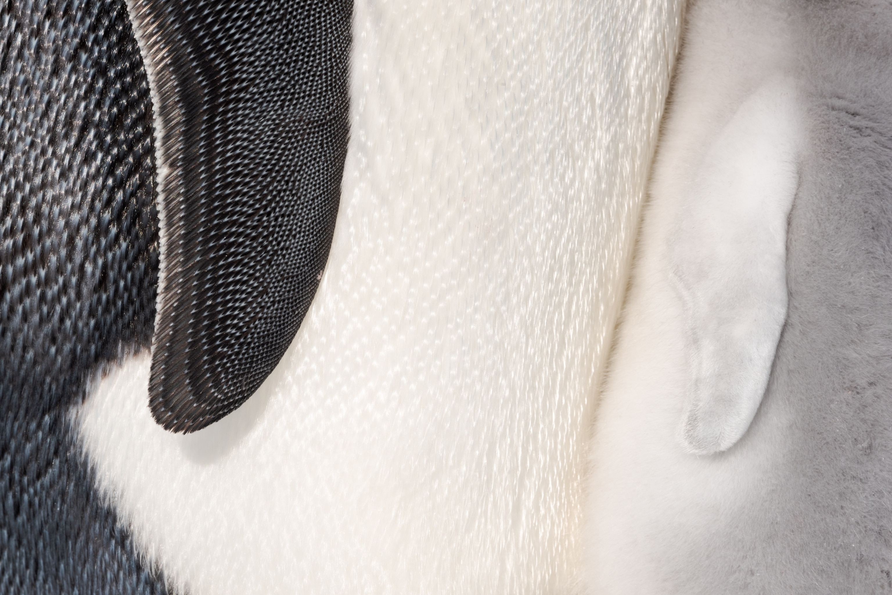 closeup of black and white adult penguin's feathers.