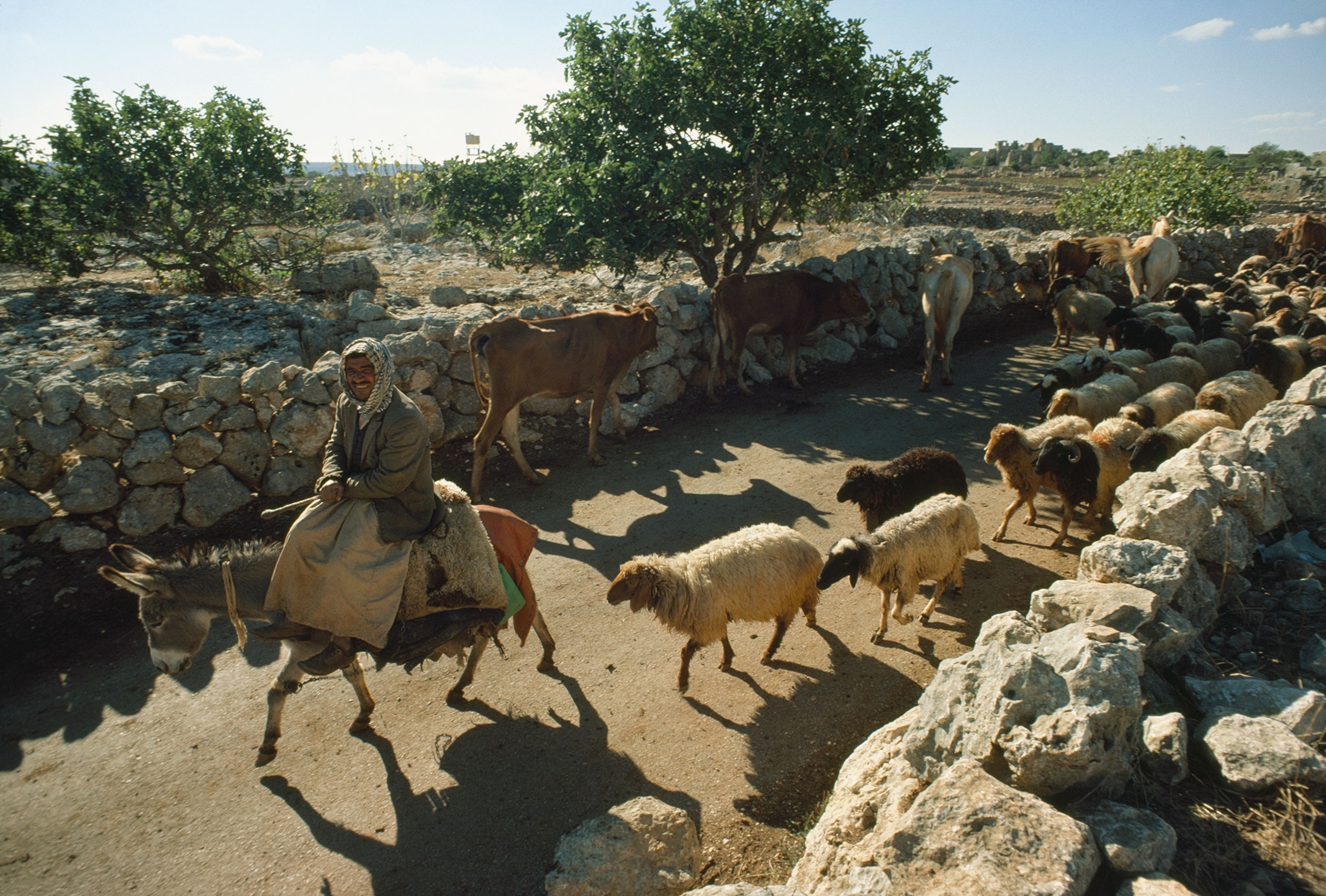 a man on a donkey followed by sheep
