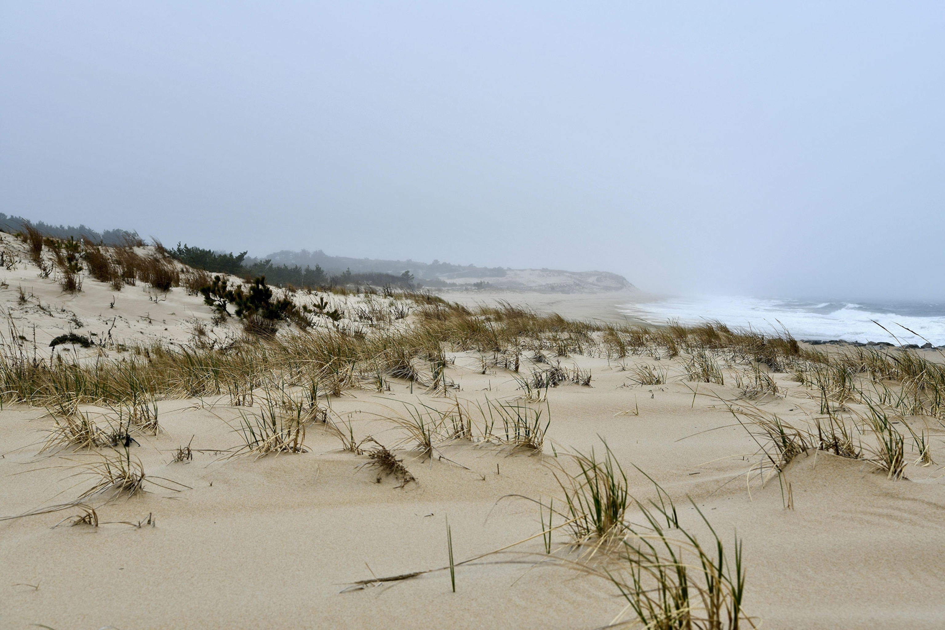 Cape Henlopen State Park in Delaware