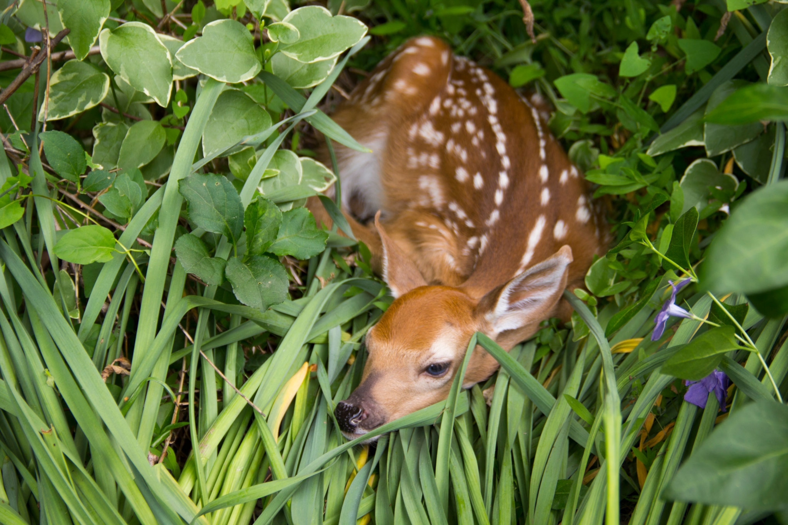 A wild, newborn white-tailed deer fawn lies still in the underbrush.