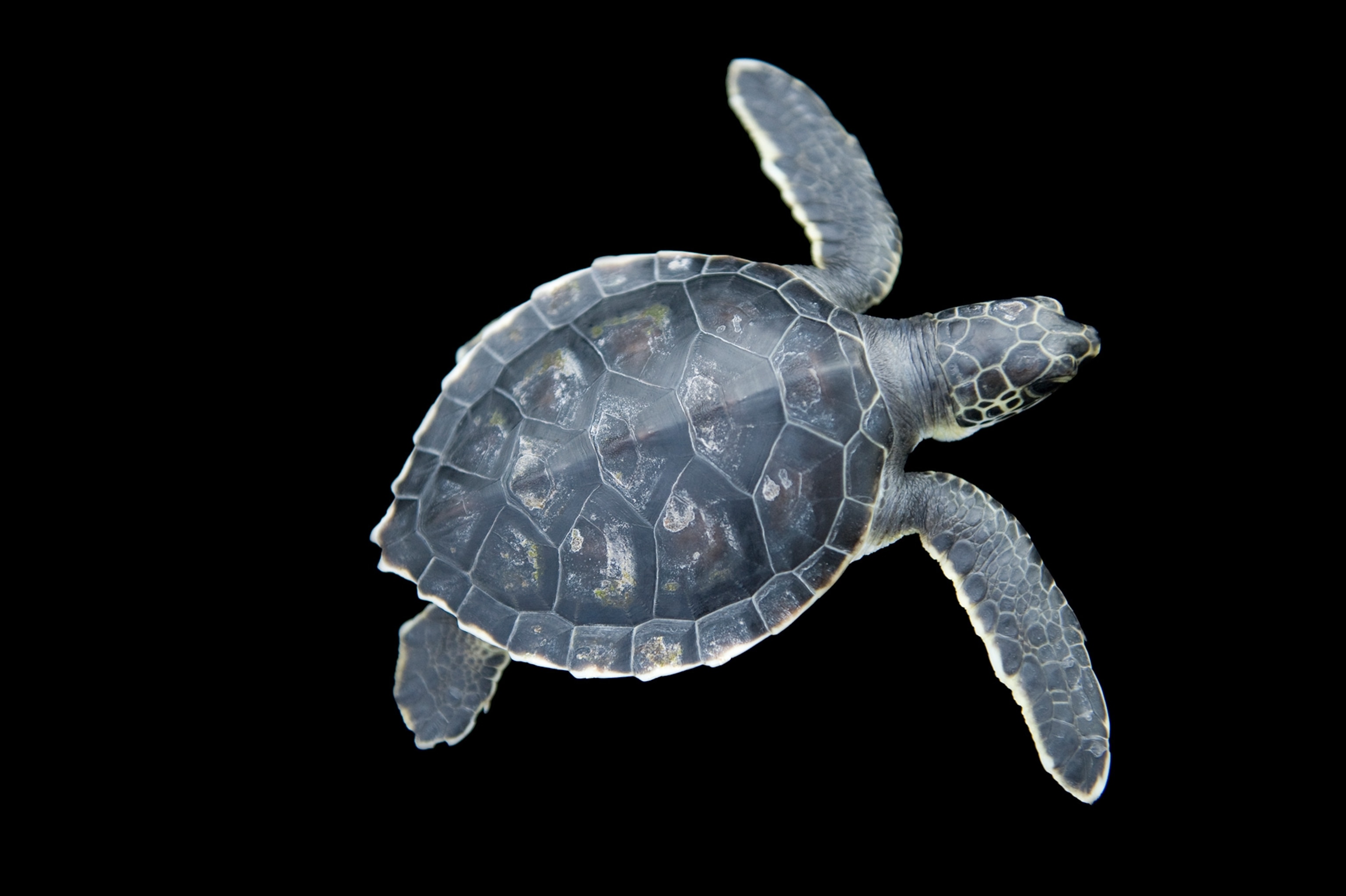 baby green sea turtle