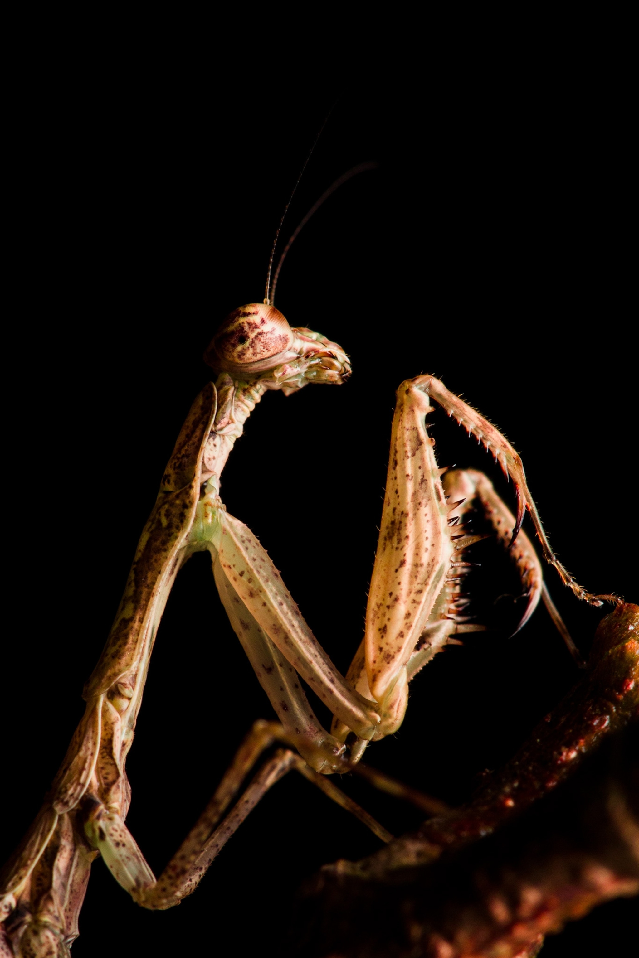 a praying mantis