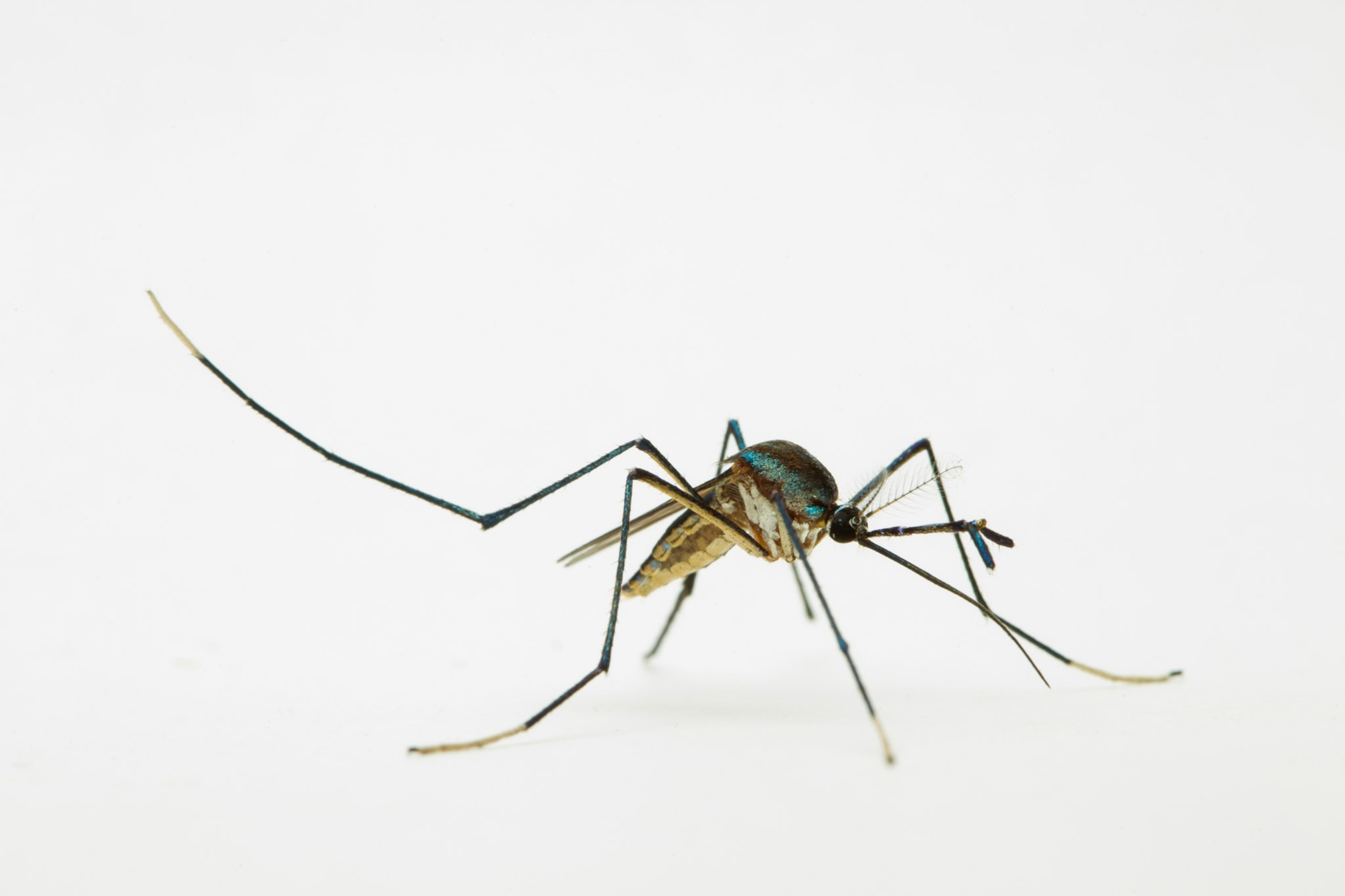 A mosquito with a teal streak photographed on a white background.
