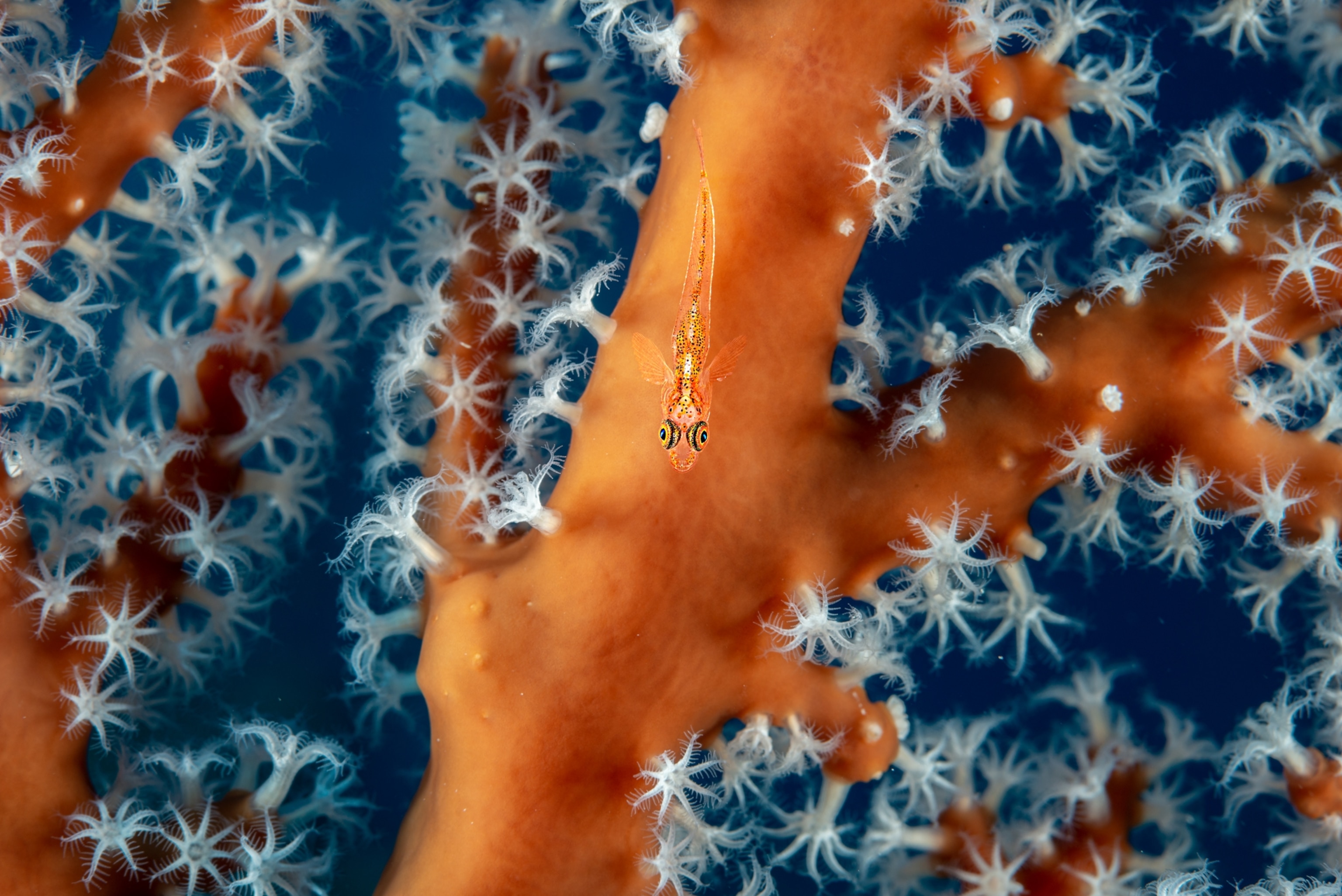 small semi-transparent fish against orange coral.