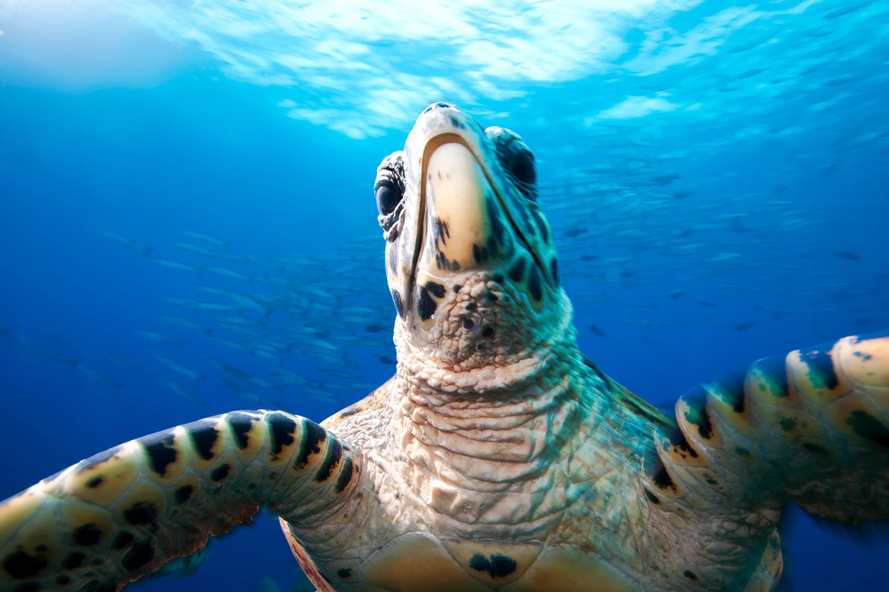 hawksbill sea turtle at Jayne's Gulley, Kimbe bay Papua New Guinea