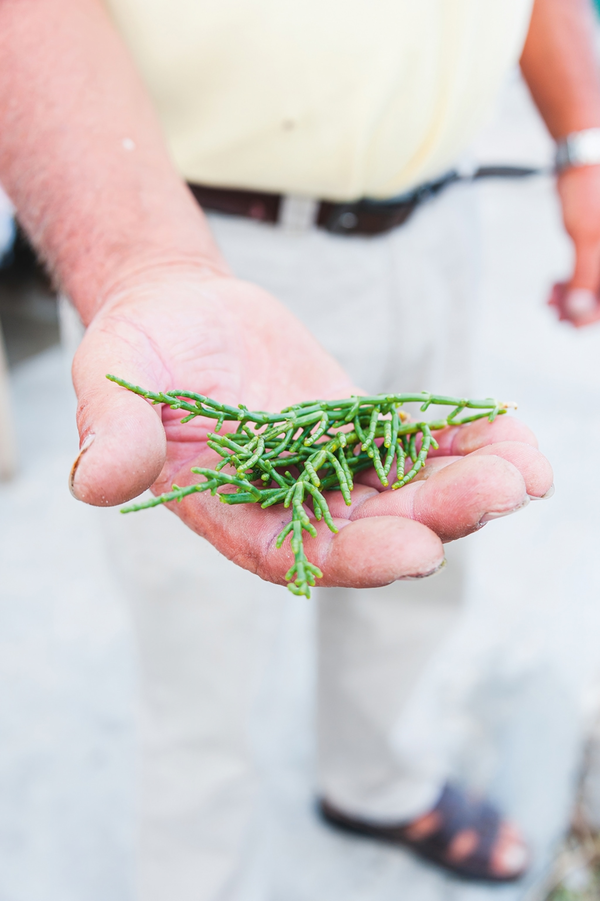 A man holding Samphire