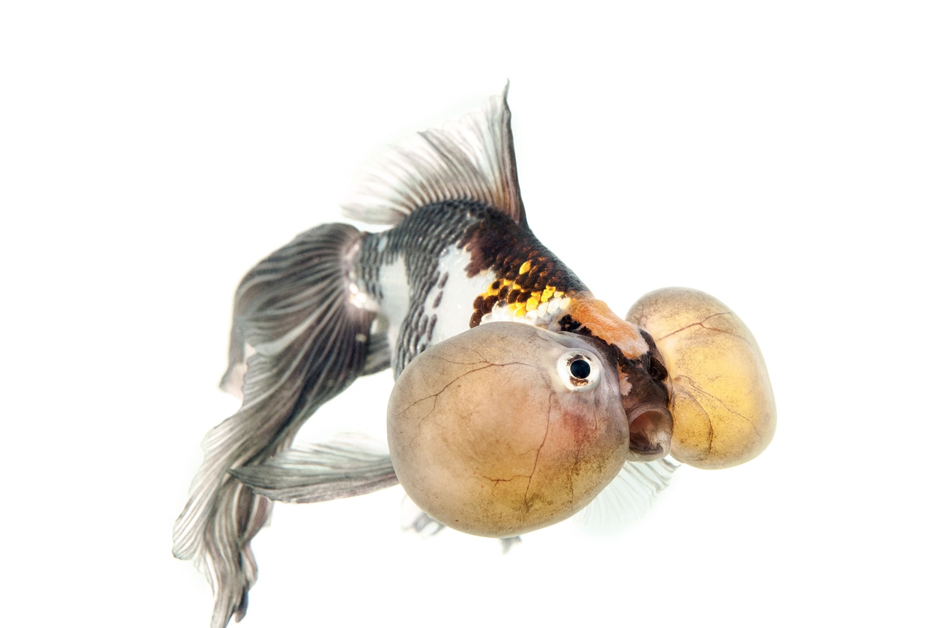 a goldfish