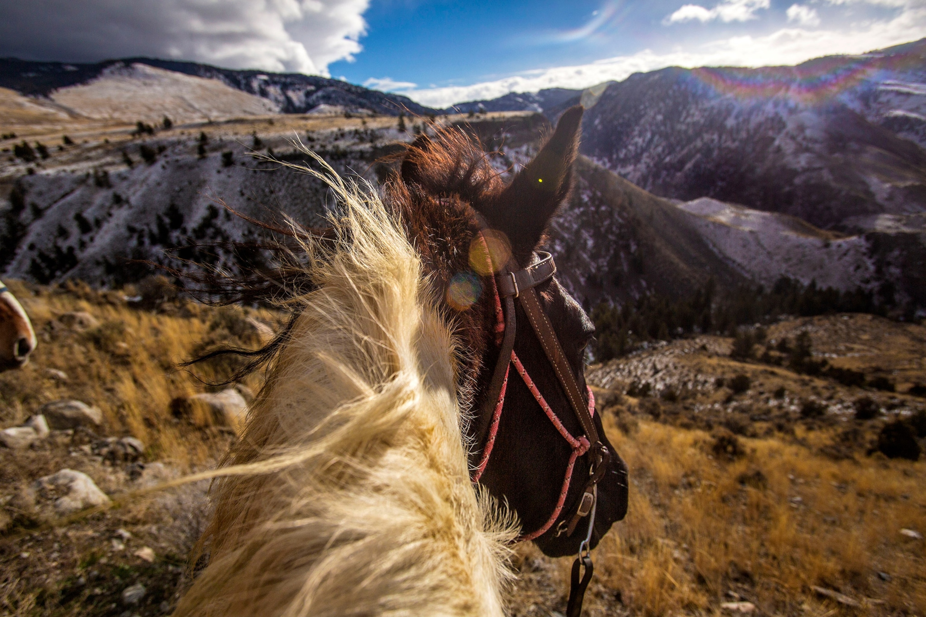 a horse’s mane blowing in the wind in Jardine, Montana