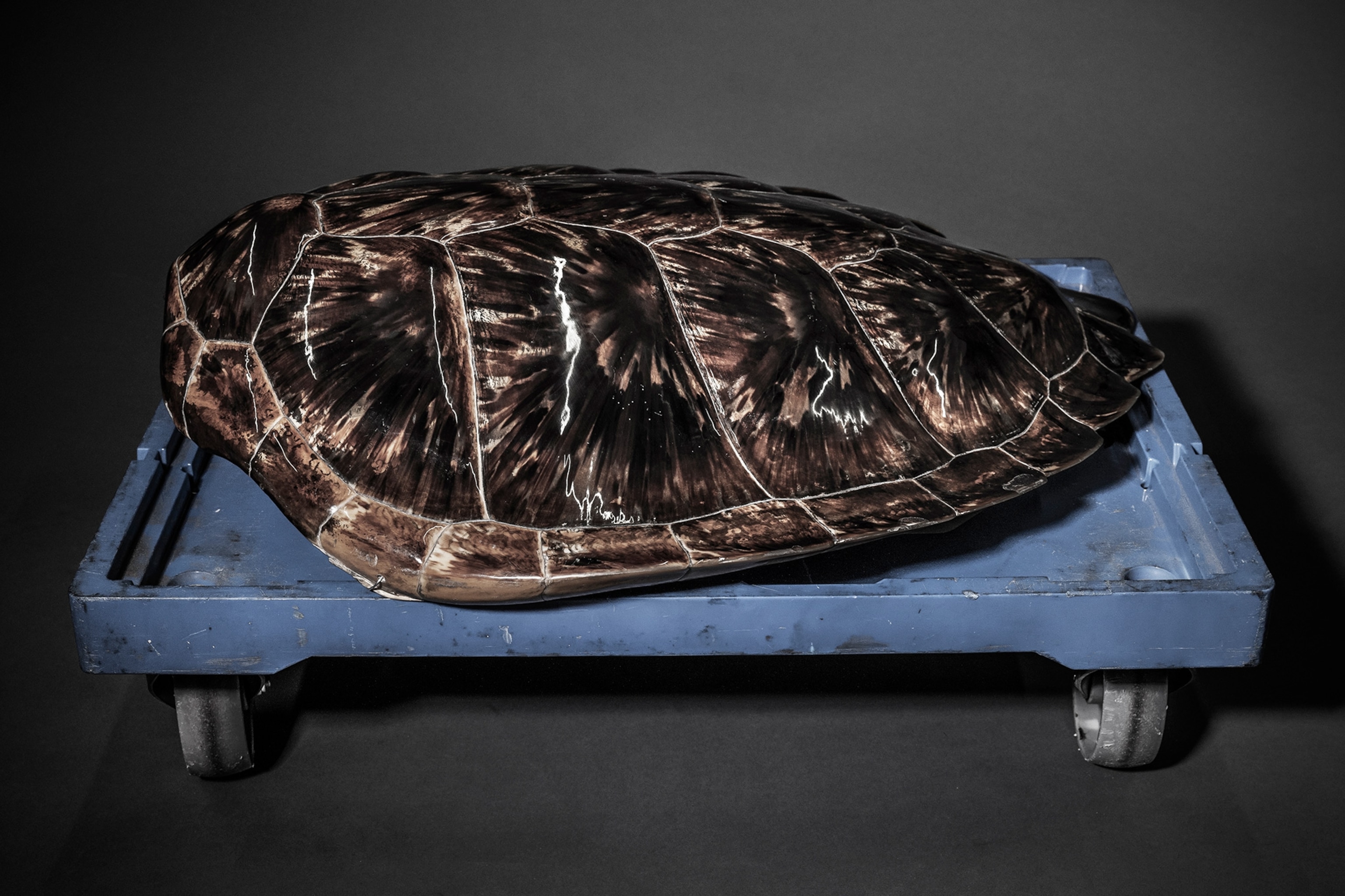 confiscated hawksbill sea turtles