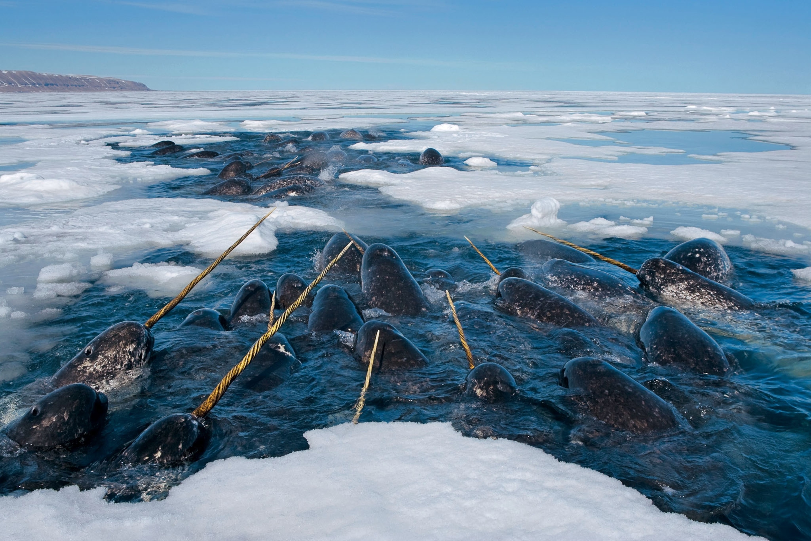 Narwhals swimming on the surface of the water as ice floats around them
