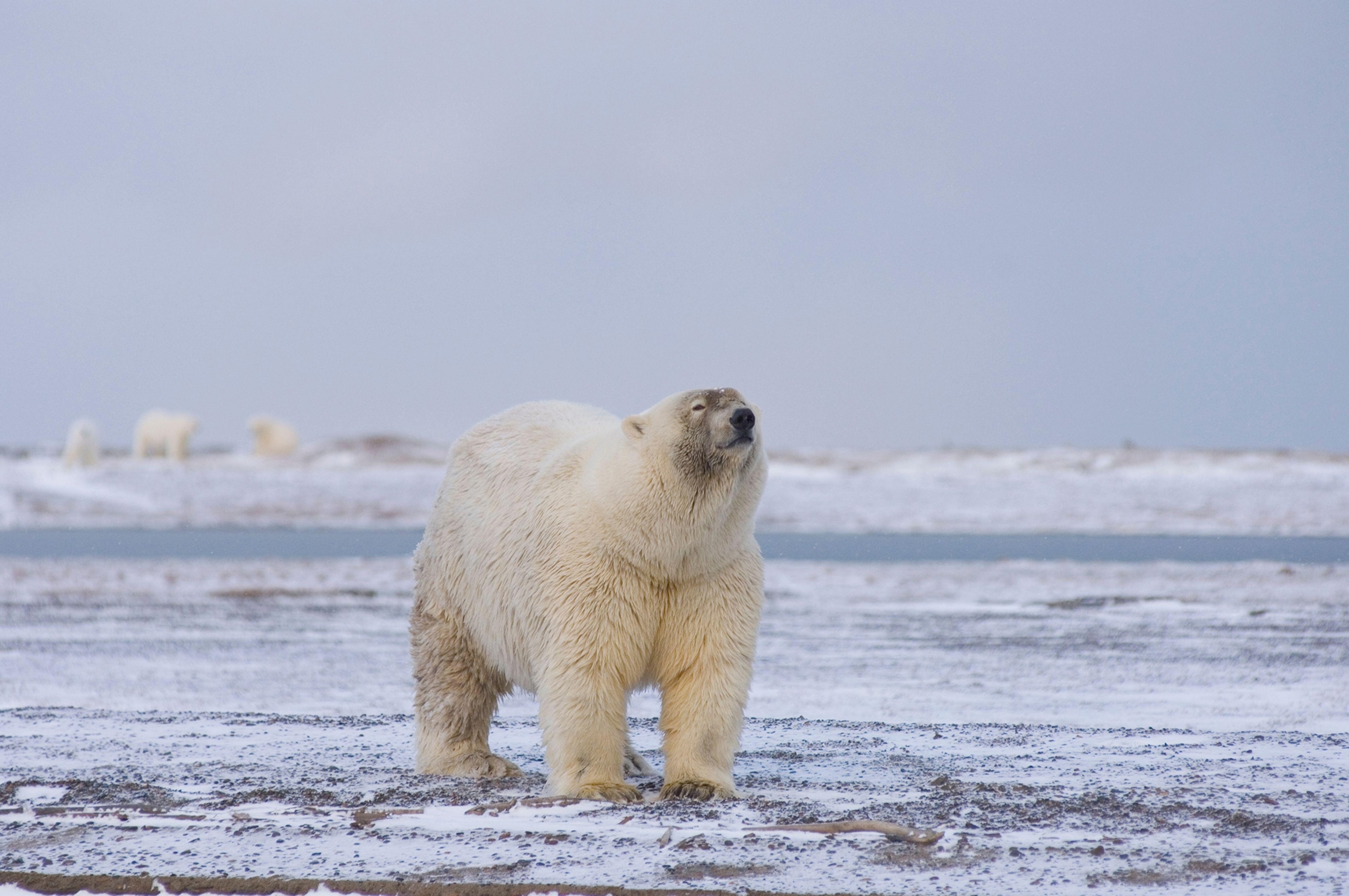 A bear with white fur over most of it's body looks upward with eyes closed. Darker fur is visible on its face.