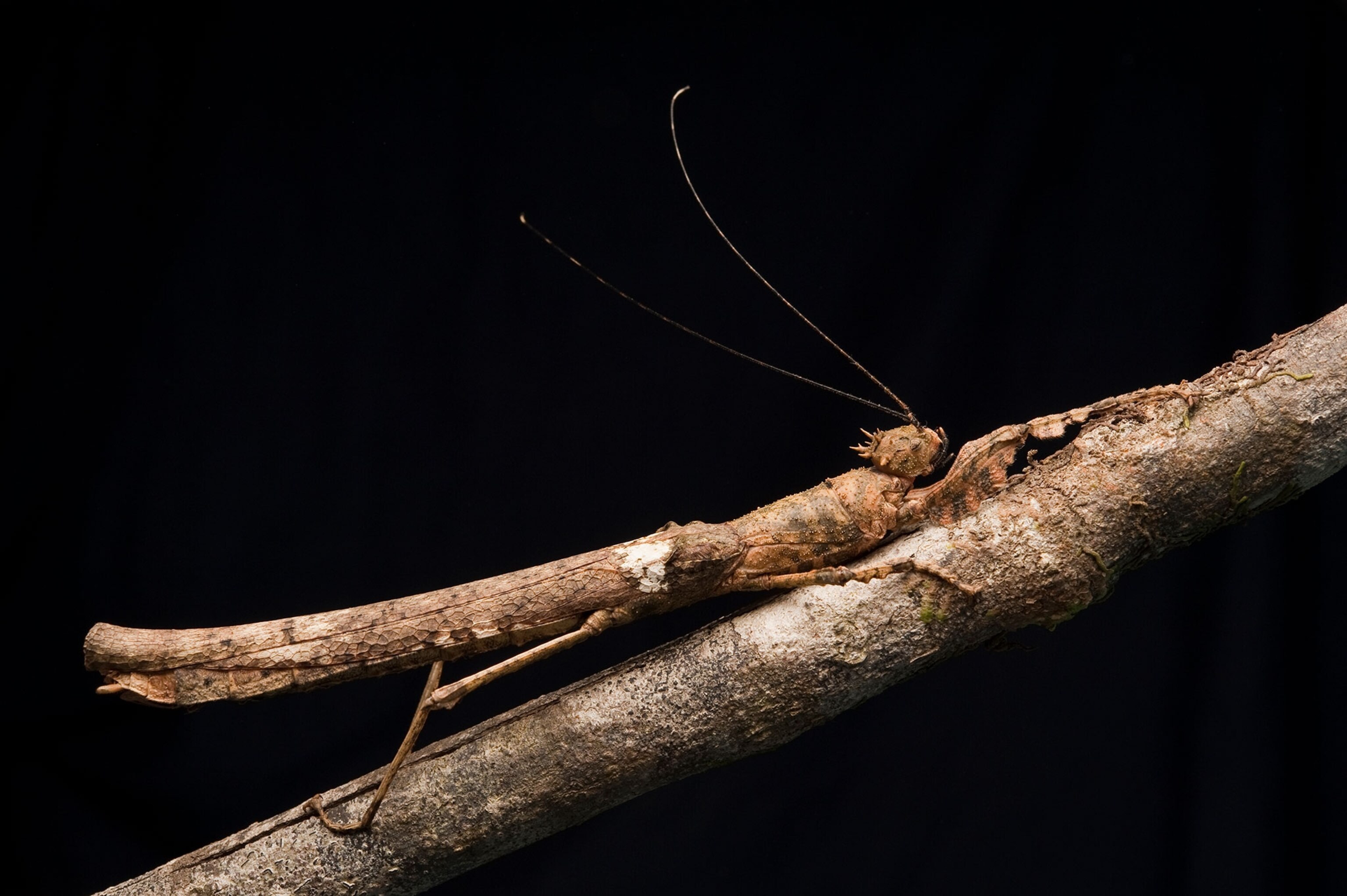 a stick insect on a twig