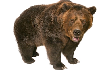 a grizzly bear