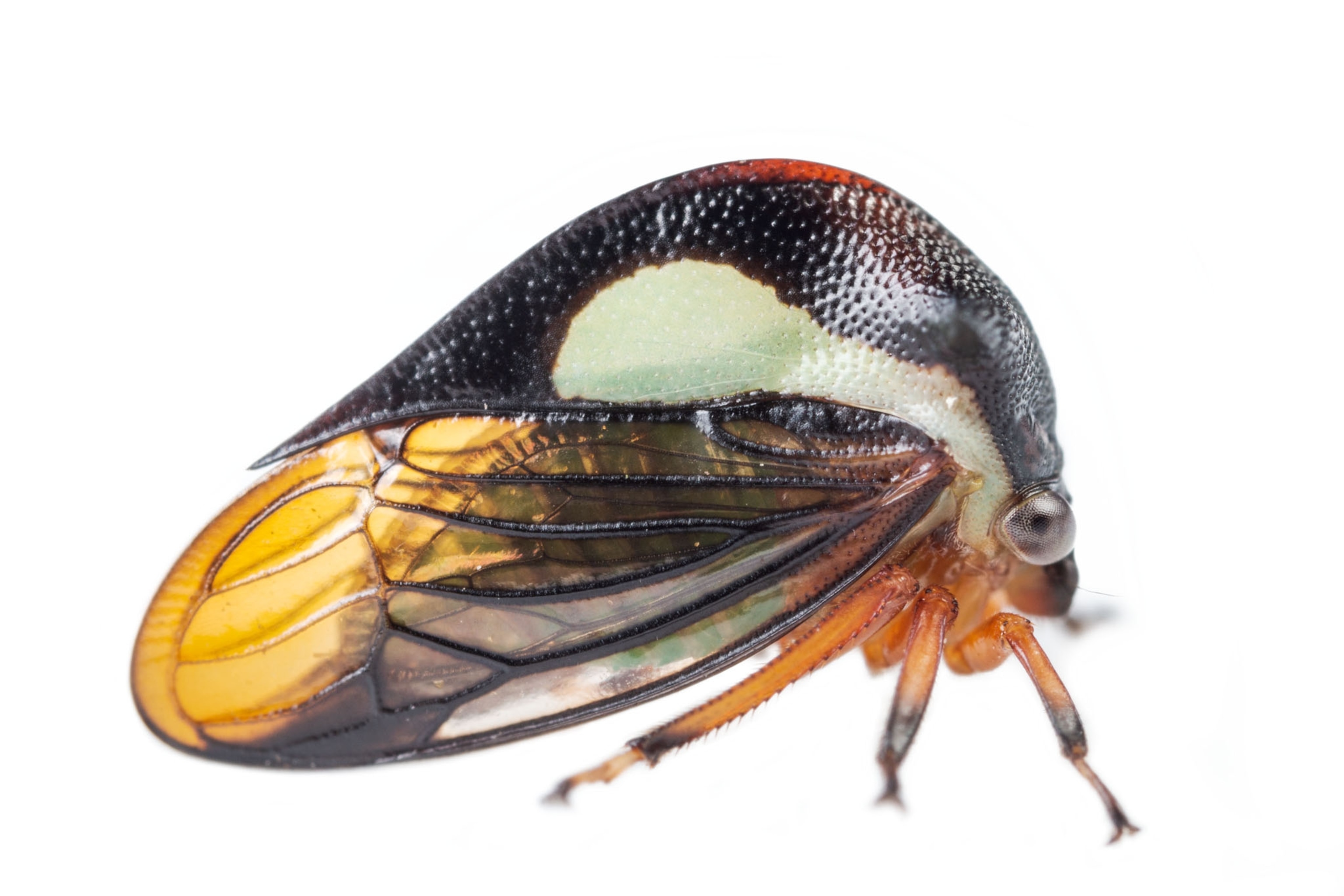 a treehopper on a white background