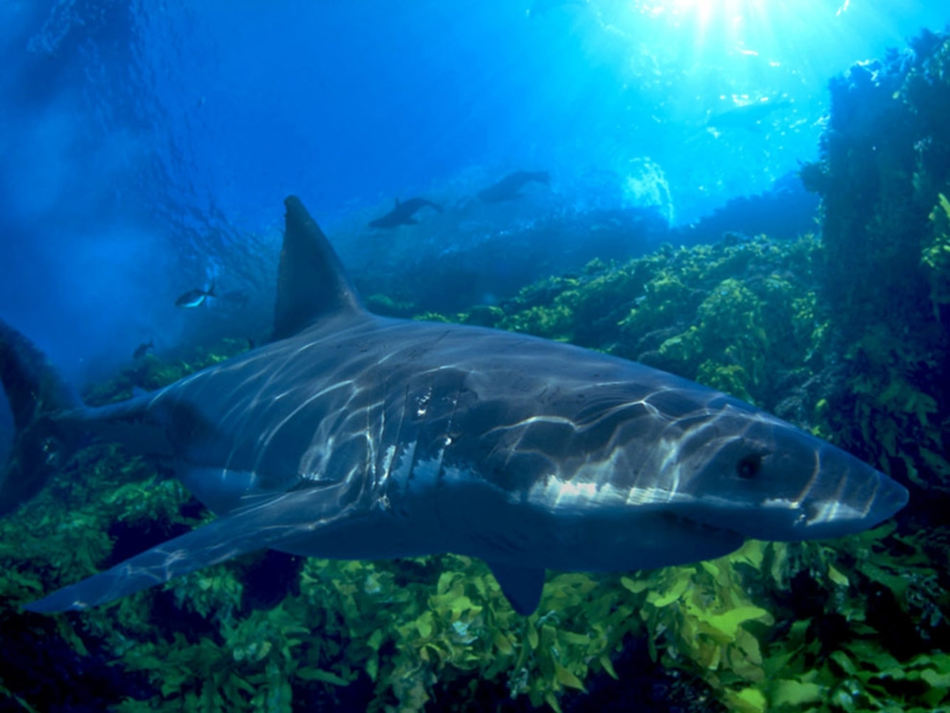 Great white shark with fur seals